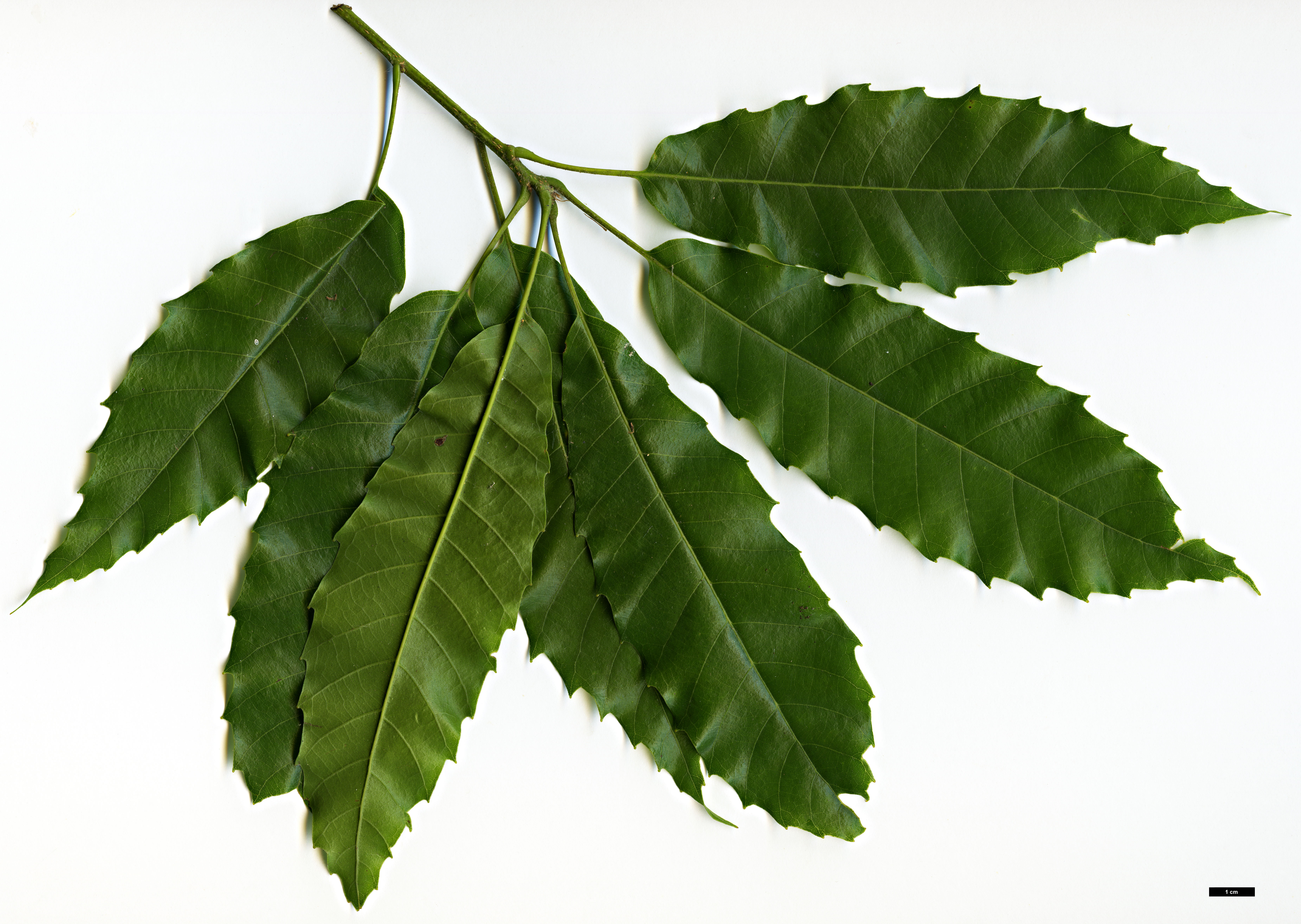 High resolution image: Family: Fagaceae - Genus: Quercus - Taxon: corrugata