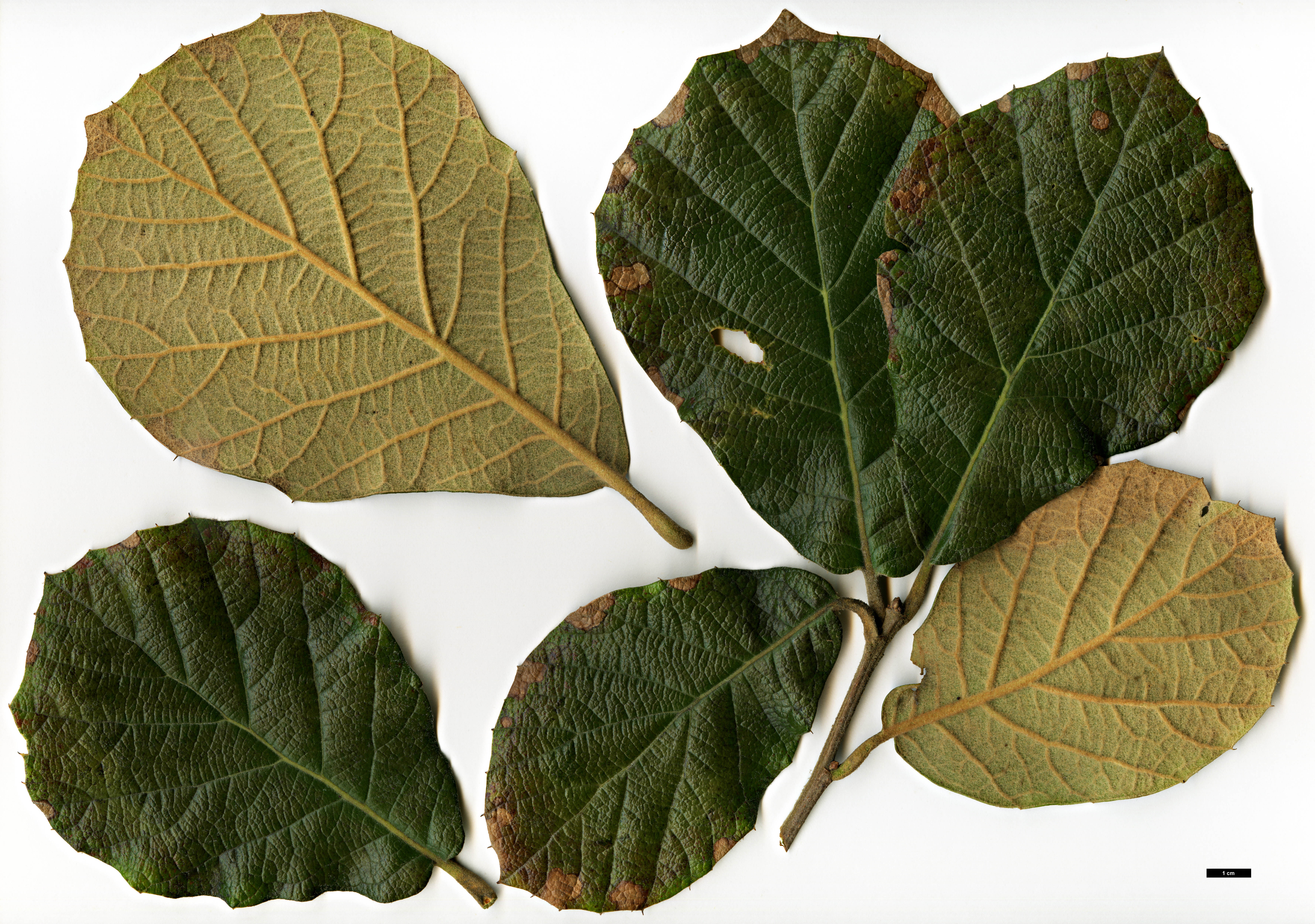 High resolution image: Family: Fagaceae - Genus: Quercus - Taxon: crassifolia