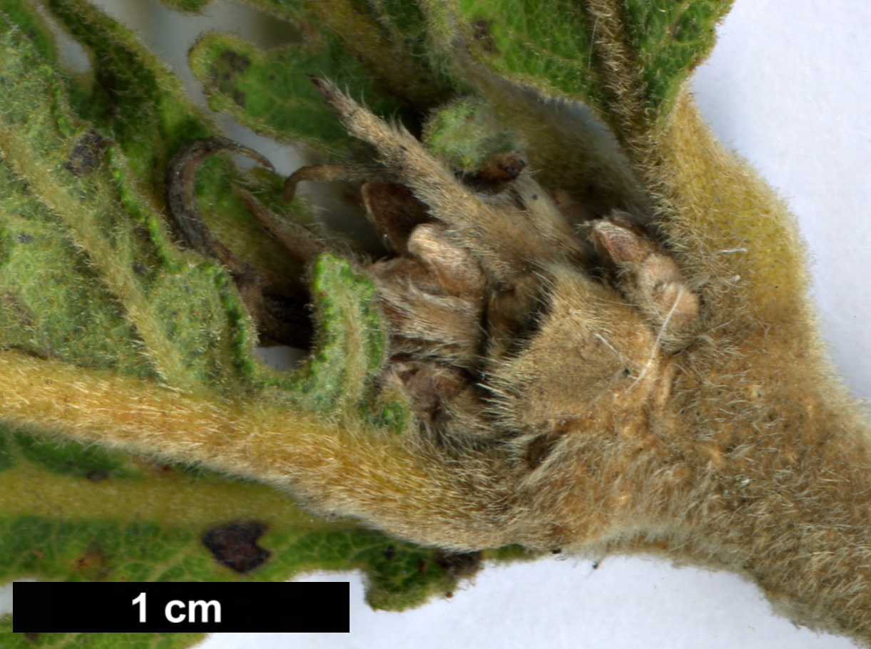High resolution image: Family: Fagaceae - Genus: Quercus - Taxon: dentata - SpeciesSub: 'Pinnatifida'