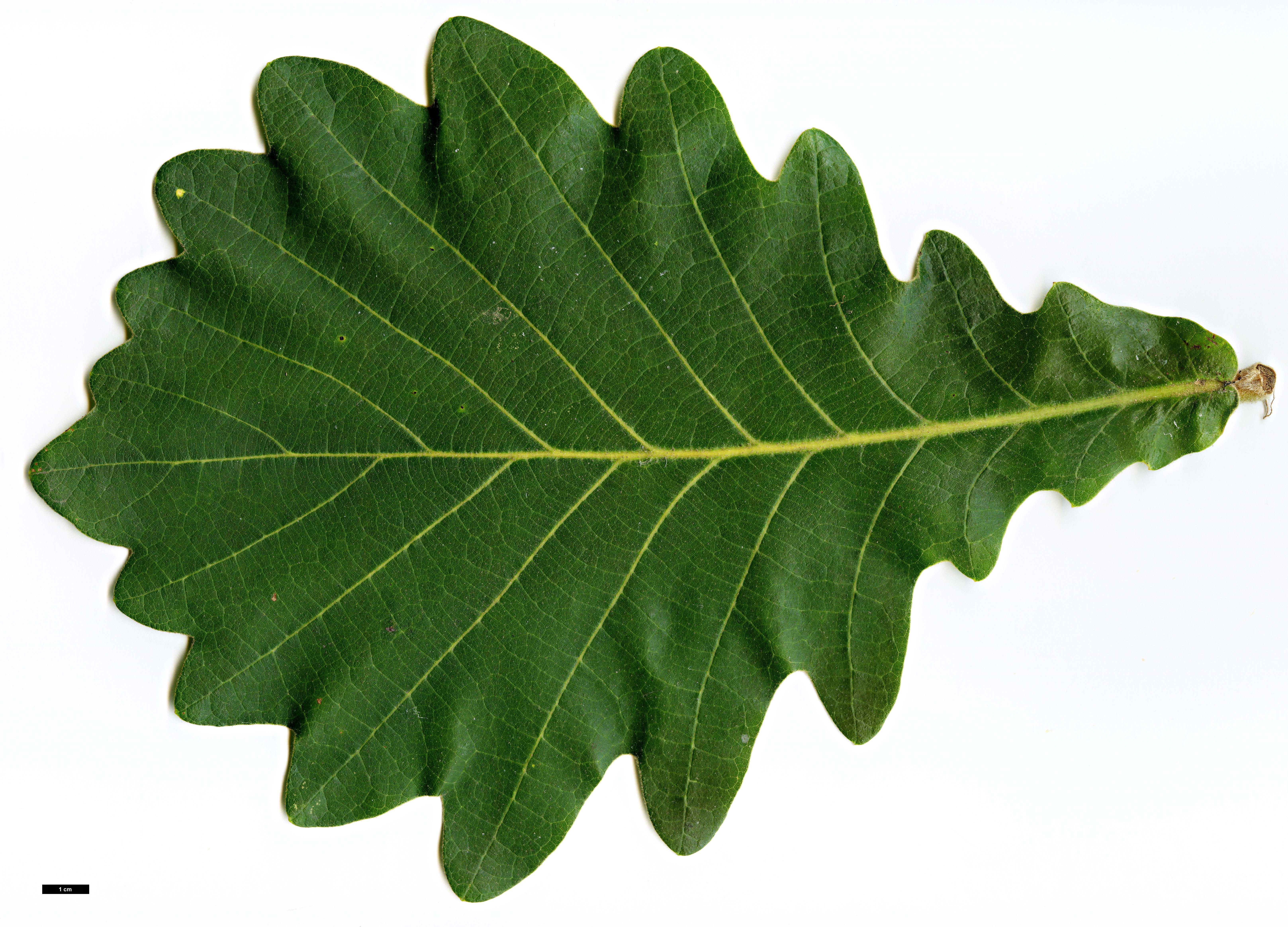 High resolution image: Family: Fagaceae - Genus: Quercus - Taxon: dentata