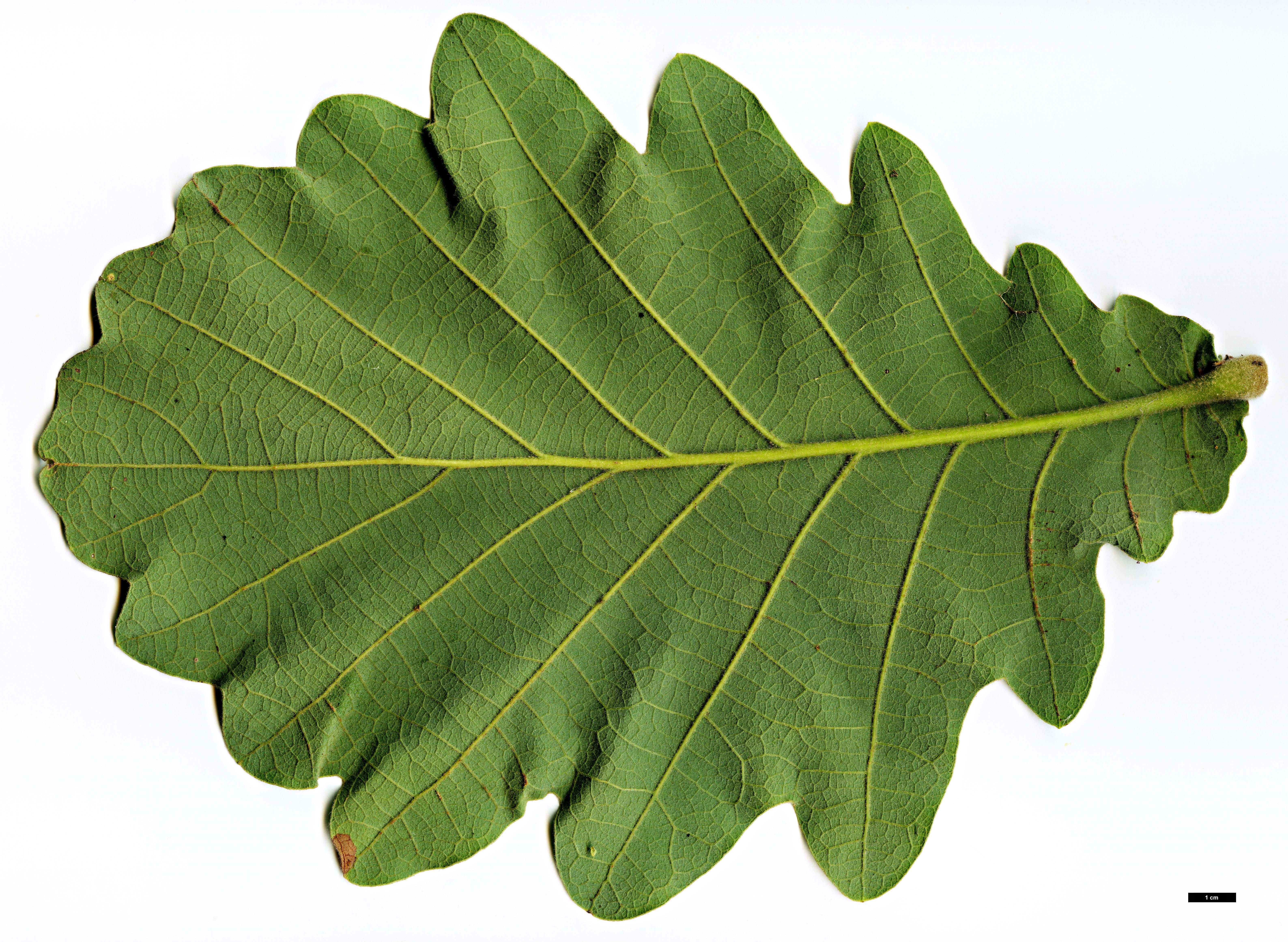 High resolution image: Family: Fagaceae - Genus: Quercus - Taxon: dentata