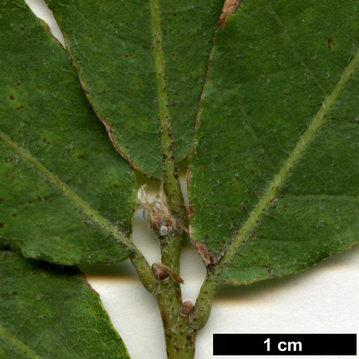 High resolution image: Family: Fagaceae - Genus: Quercus - Taxon: deserticola