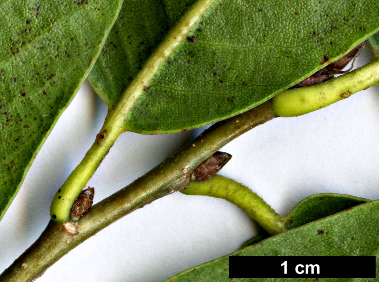 High resolution image: Family: Fagaceae - Genus: Quercus - Taxon: floribunda