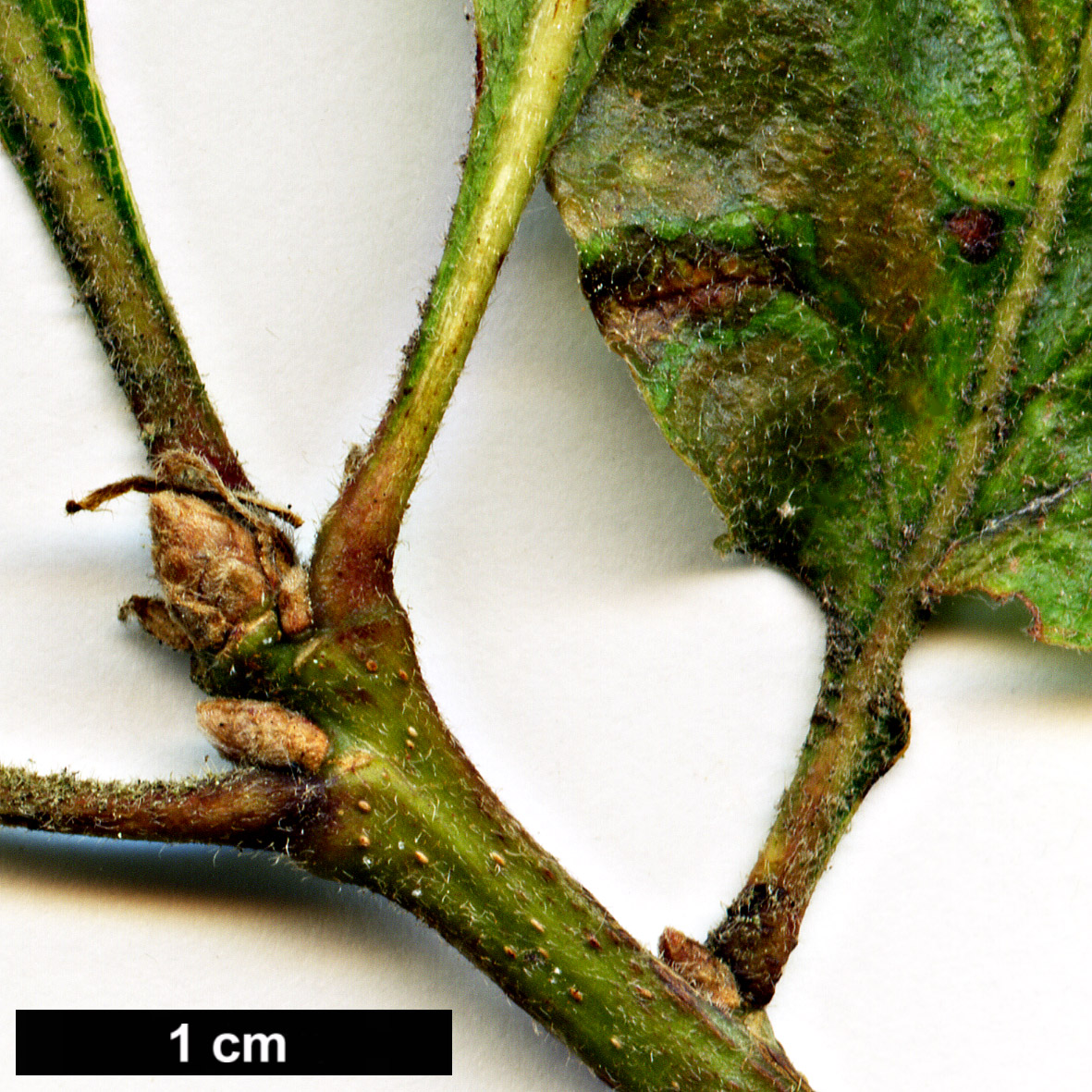 High resolution image: Family: Fagaceae - Genus: Quercus - Taxon: garryana