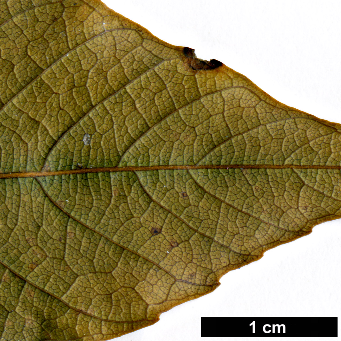 High resolution image: Family: Fagaceae - Genus: Quercus - Taxon: gemelliflora