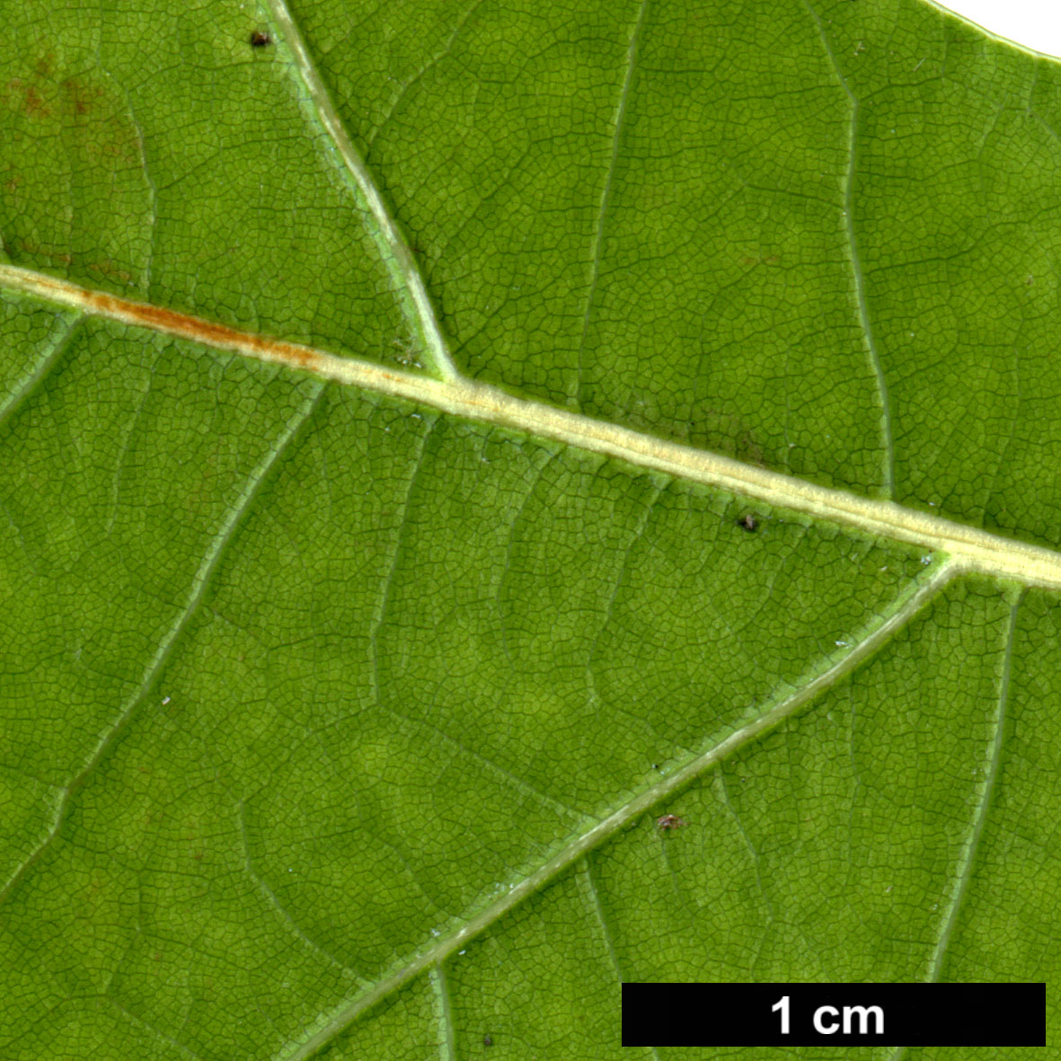 High resolution image: Family: Fagaceae - Genus: Quercus - Taxon: graciliformis