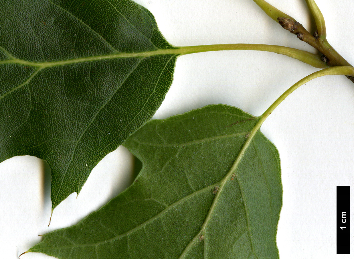 High resolution image: Family: Fagaceae - Genus: Quercus - Taxon: gravesii