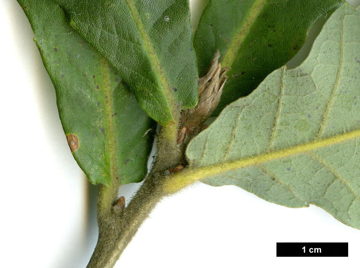 High resolution image: Family: Fagaceae - Genus: Quercus - Taxon: griffithii