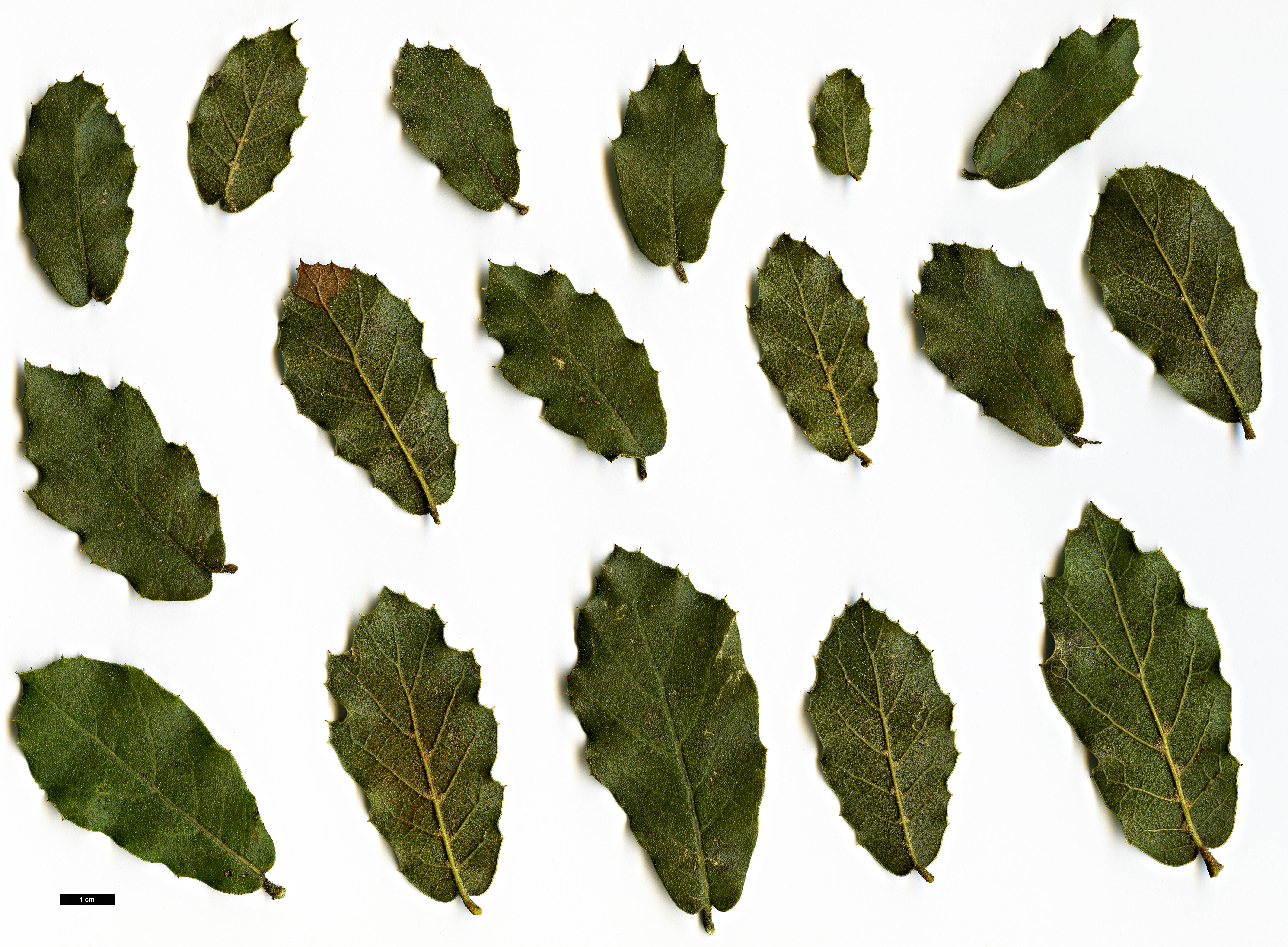 High resolution image: Family: Fagaceae - Genus: Quercus - Taxon: hintoniorum