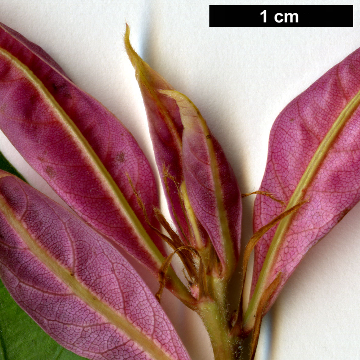 High resolution image: Family: Fagaceae - Genus: Quercus - Taxon: hondae
