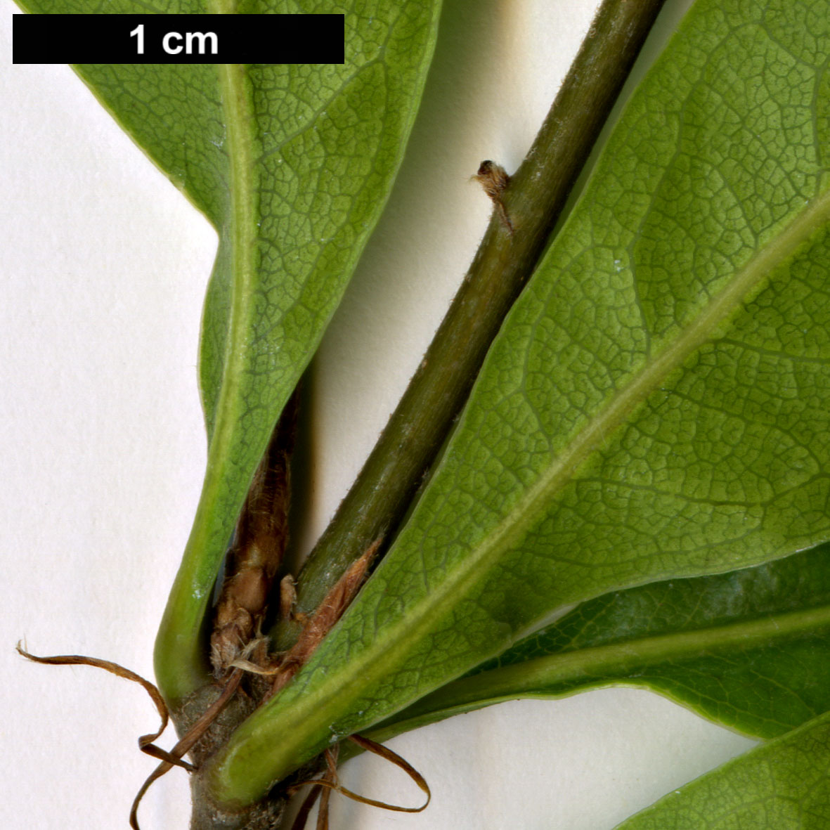 High resolution image: Family: Fagaceae - Genus: Quercus - Taxon: hondae