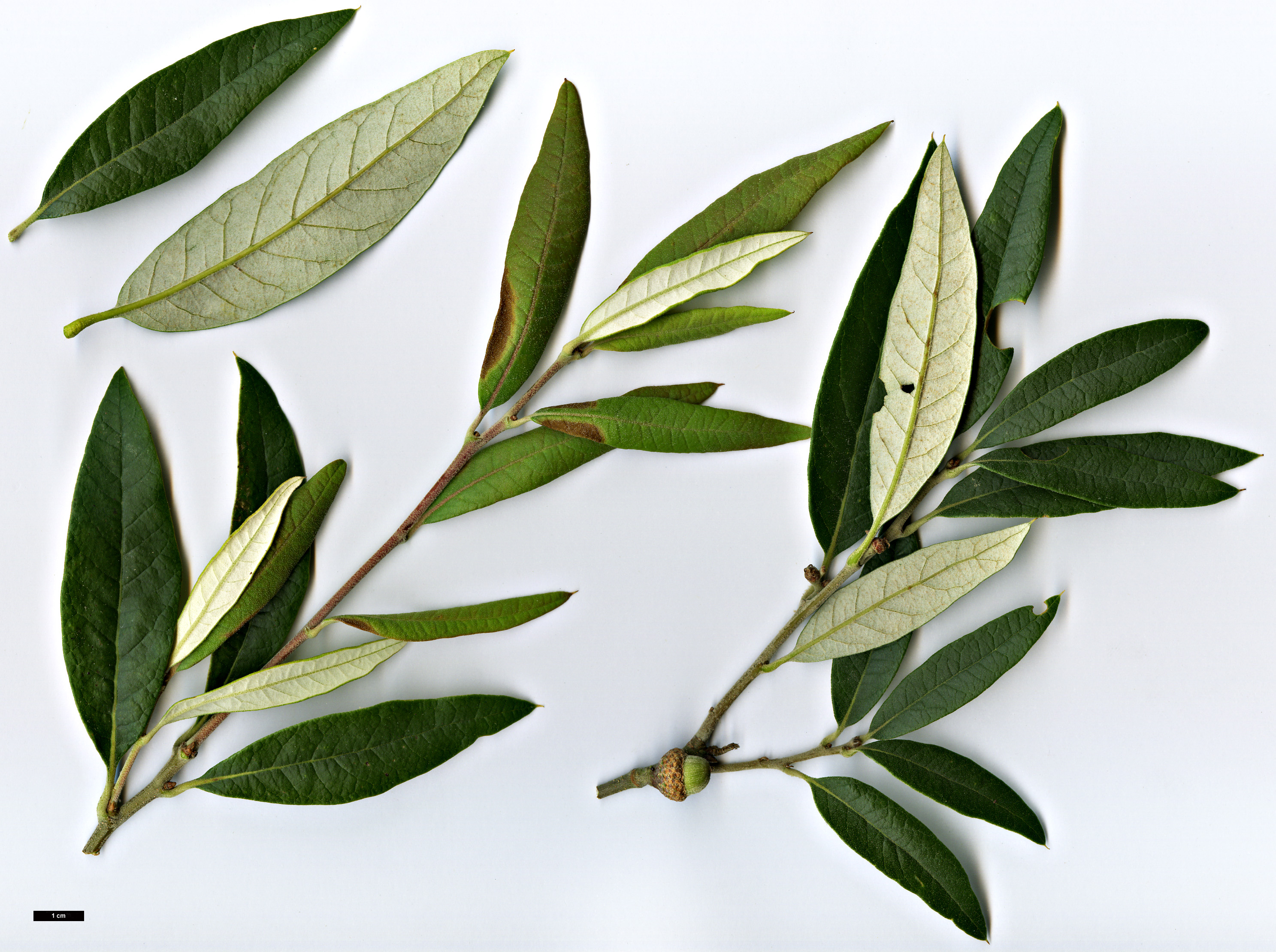 High resolution image: Family: Fagaceae - Genus: Quercus - Taxon: hypoleucoides