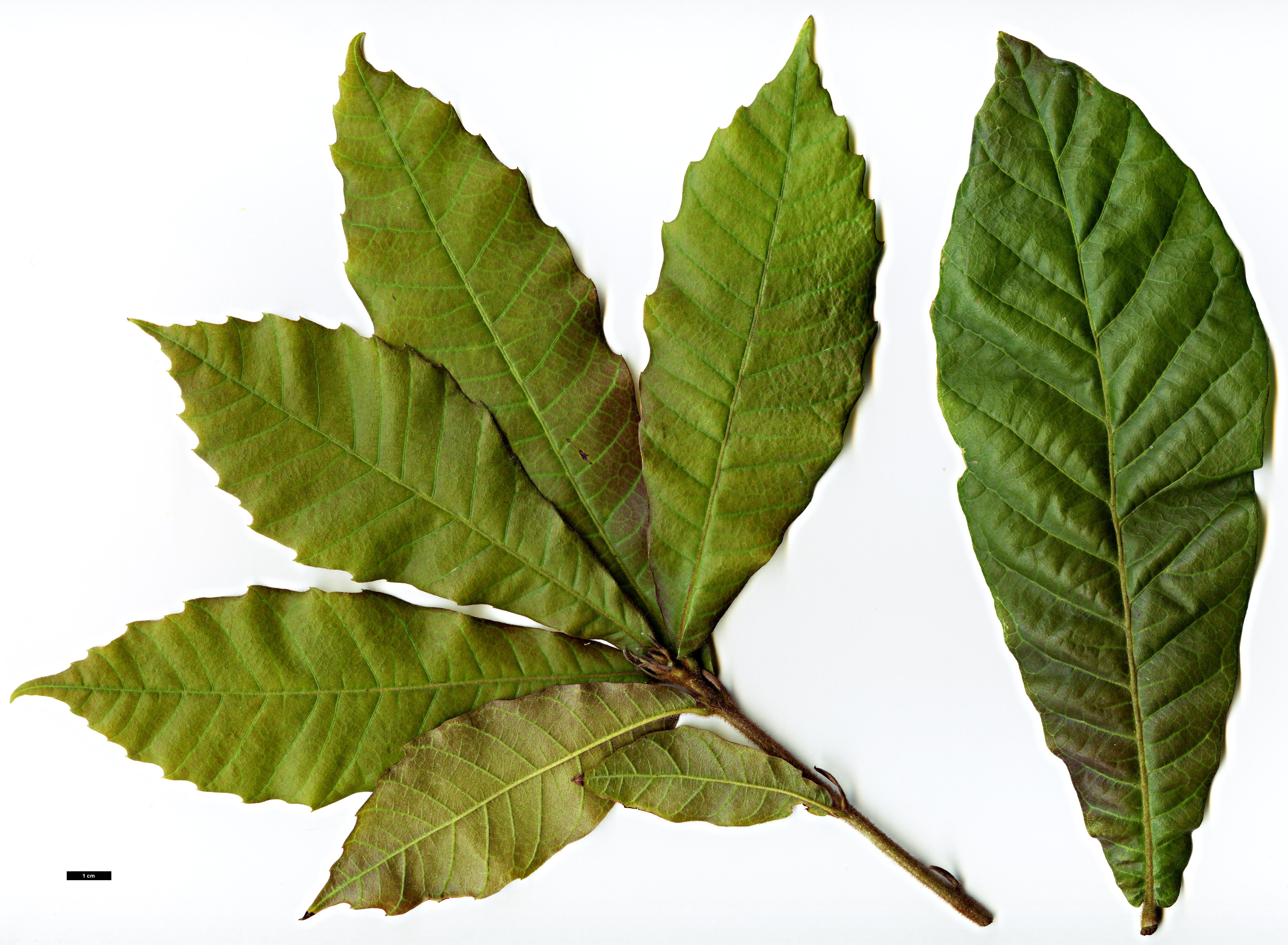 High resolution image: Family: Fagaceae - Genus: Quercus - Taxon: insignis