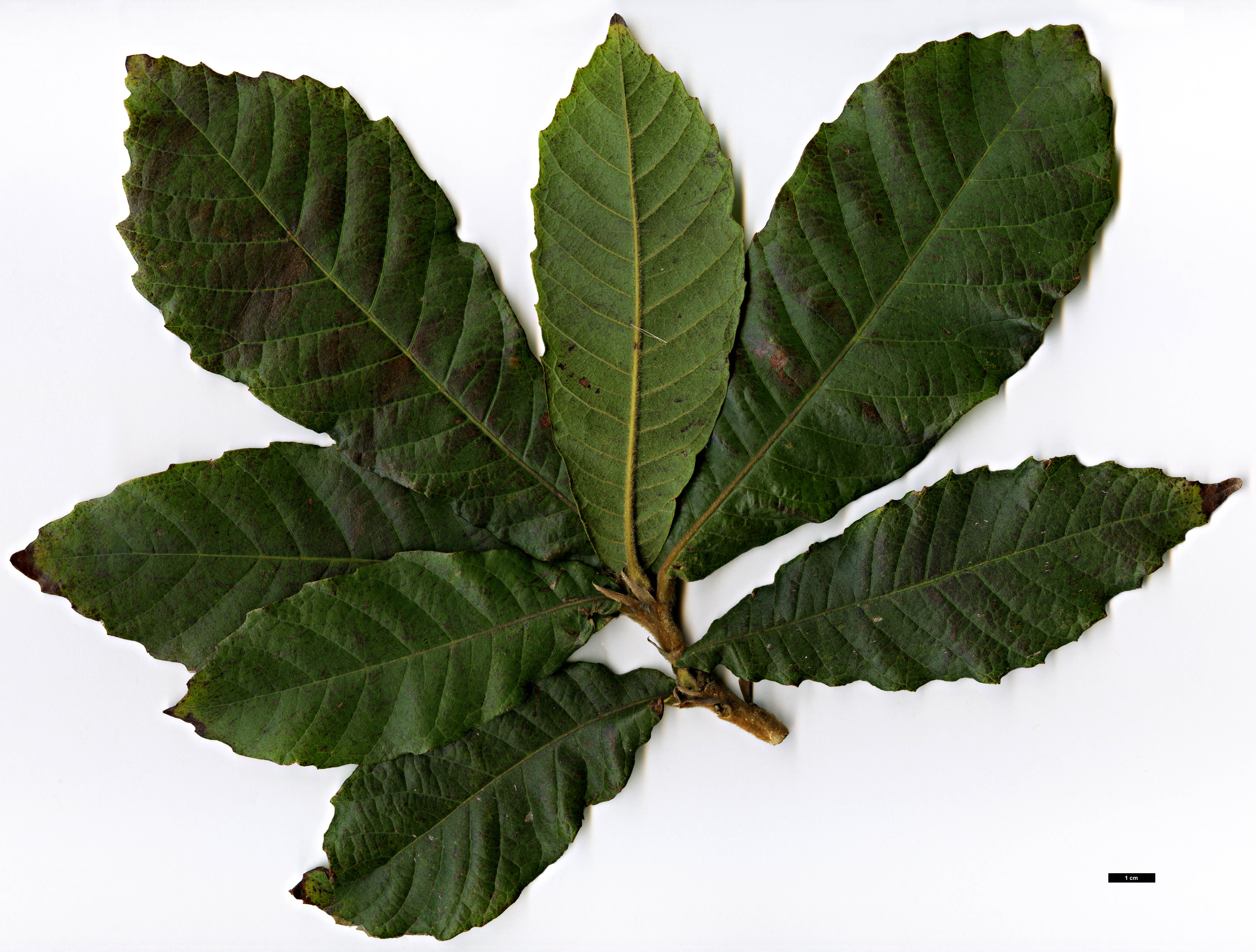 High resolution image: Family: Fagaceae - Genus: Quercus - Taxon: insignis