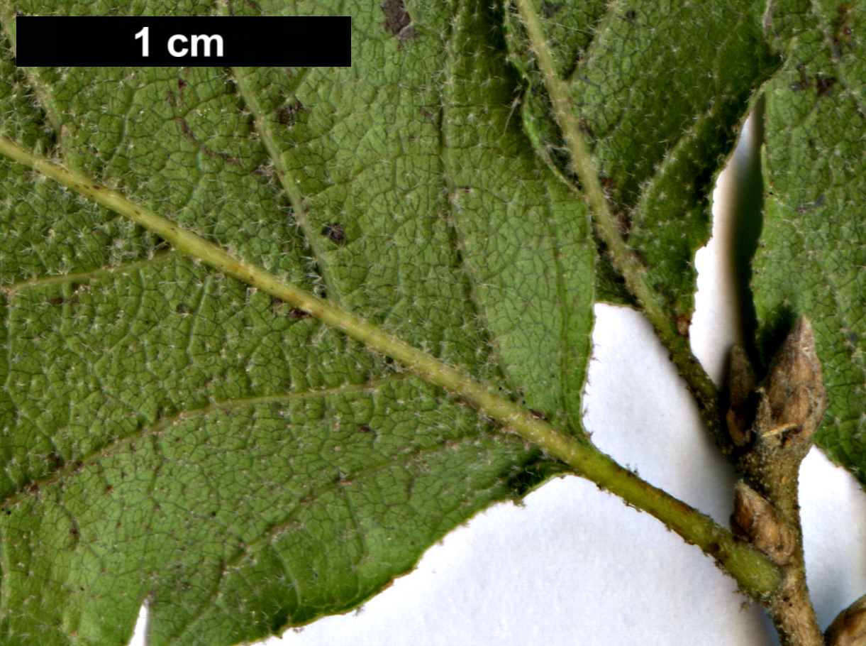 High resolution image: Family: Fagaceae - Genus: Quercus - Taxon: ithaburensis