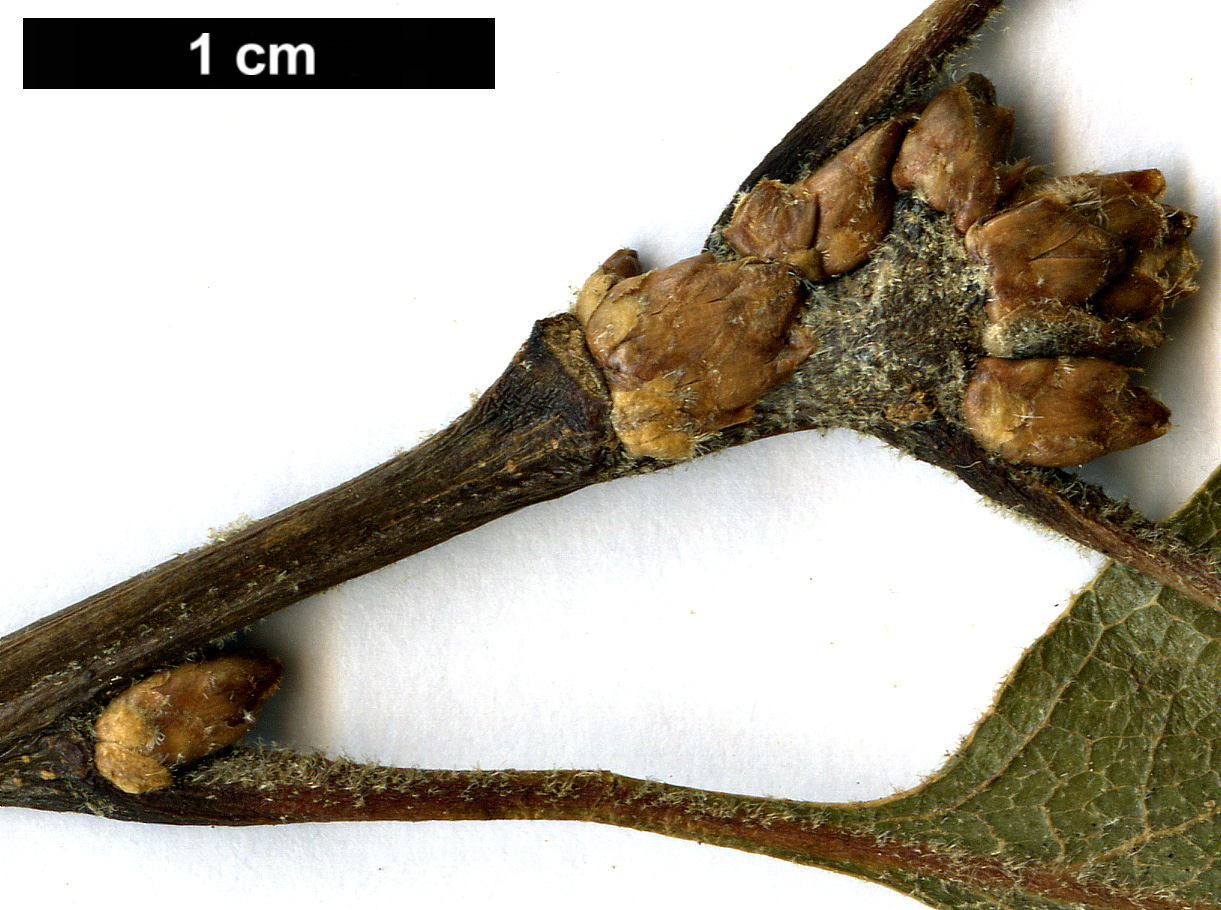 High resolution image: Family: Fagaceae - Genus: Quercus - Taxon: kelloggii