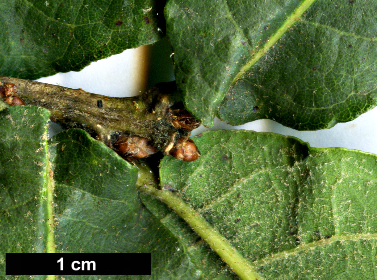 High resolution image: Family: Fagaceae - Genus: Quercus - Taxon: laeta