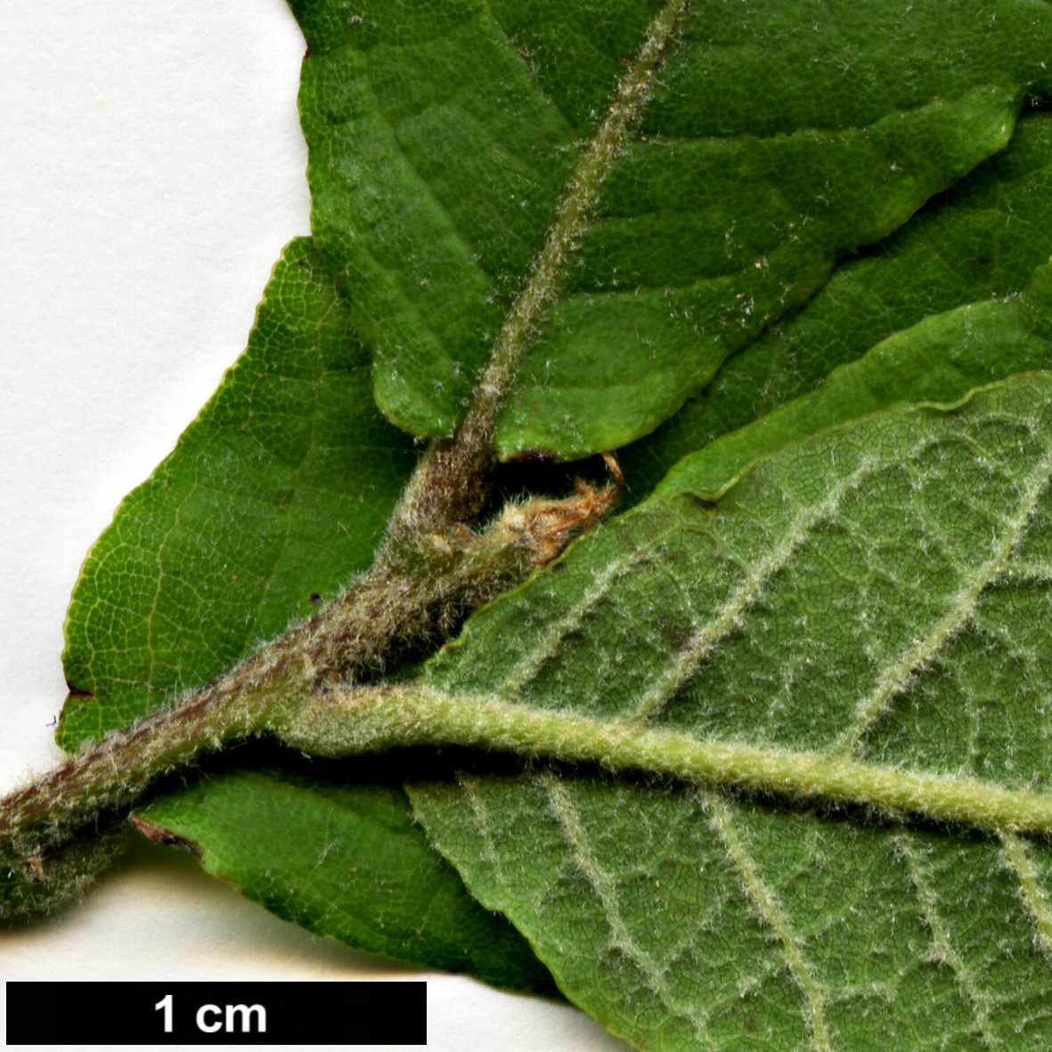 High resolution image: Family: Fagaceae - Genus: Quercus - Taxon: liebmannii