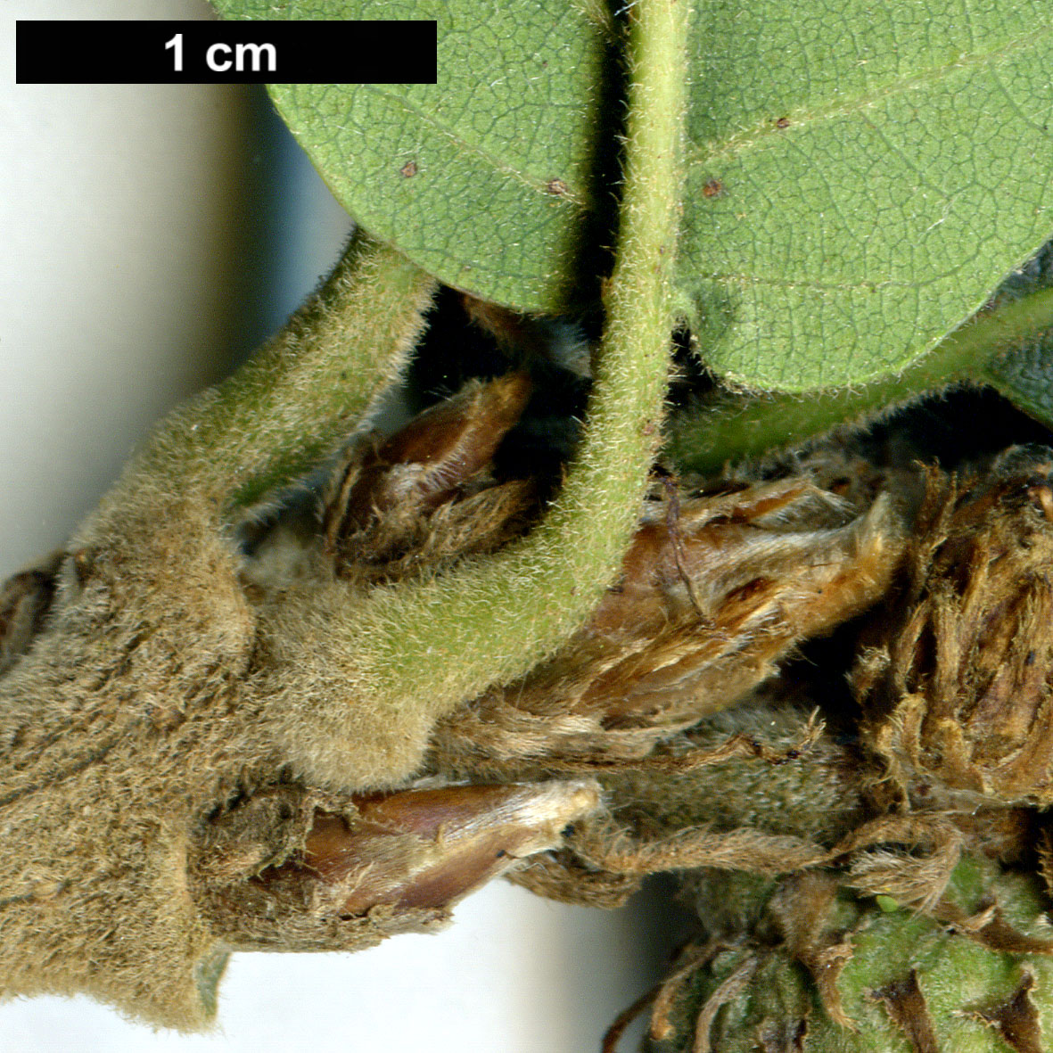 High resolution image: Family: Fagaceae - Genus: Quercus - Taxon: macranthera