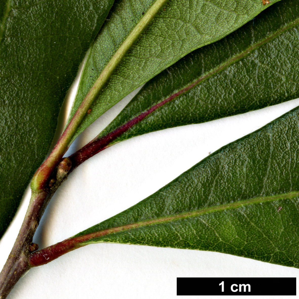 High resolution image: Family: Fagaceae - Genus: Quercus - Taxon: minima