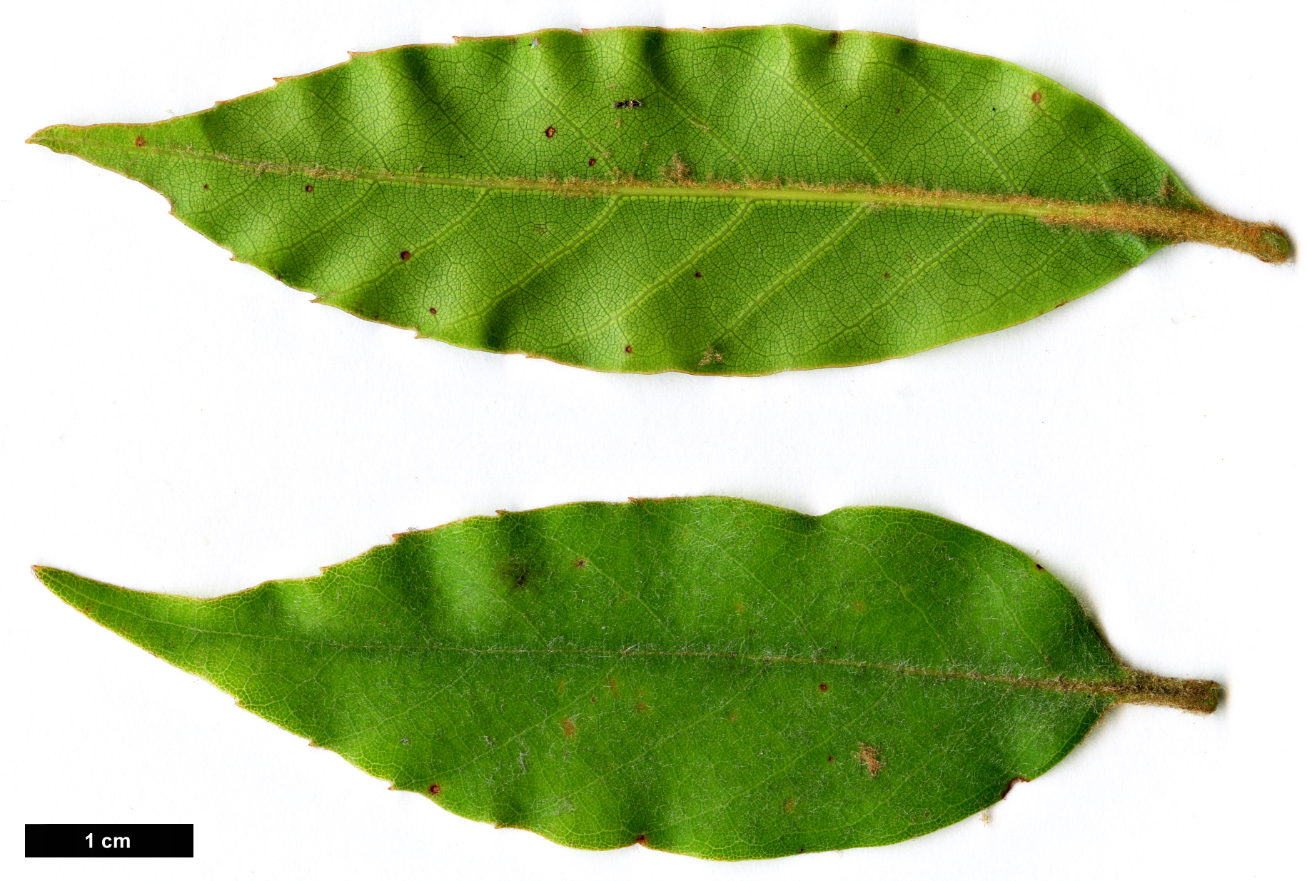 High resolution image: Family: Fagaceae - Genus: Quercus - Taxon: morii