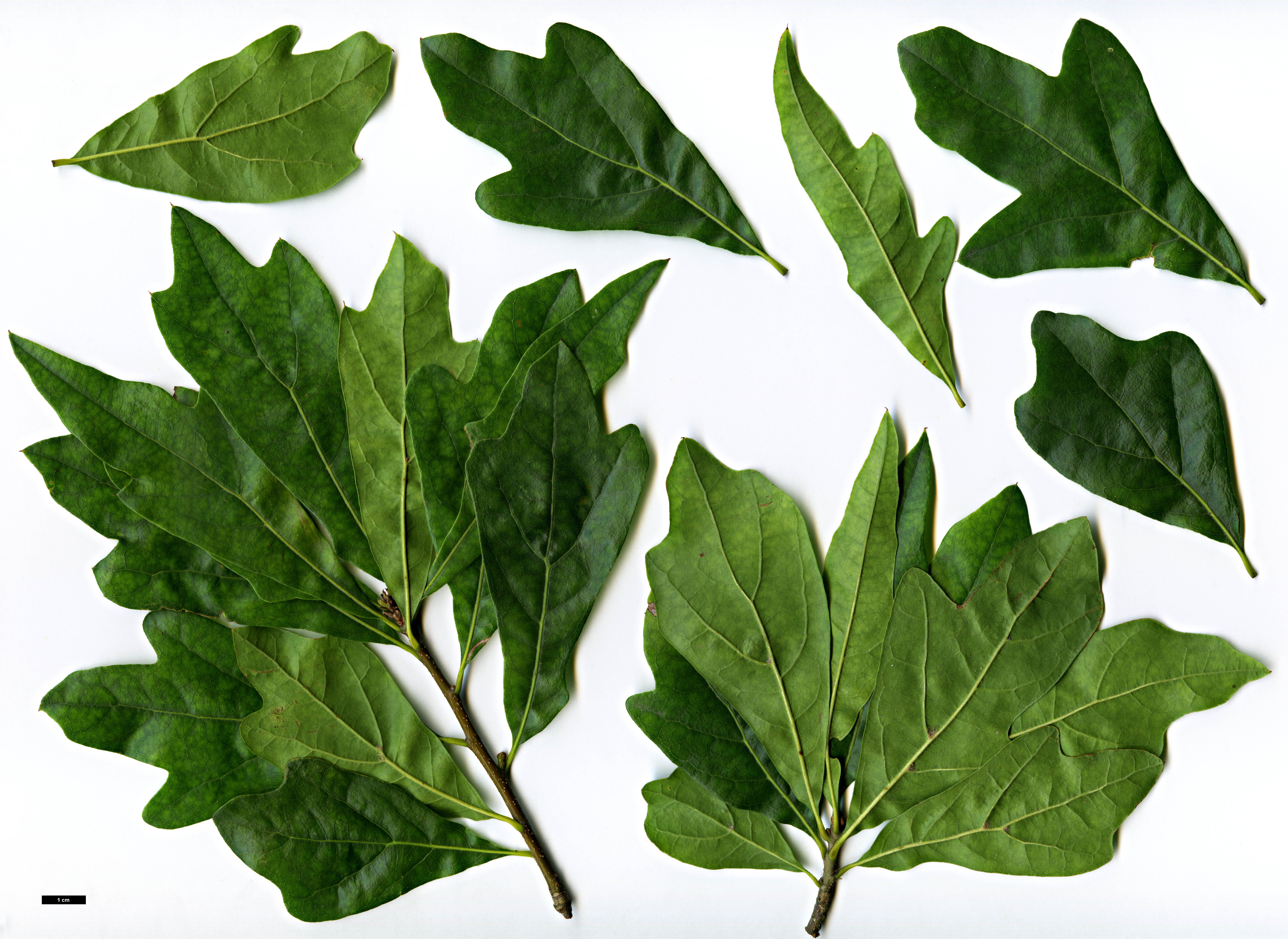High resolution image: Family: Fagaceae - Genus: Quercus - Taxon: nigra - SpeciesSub: 'Beethoven'