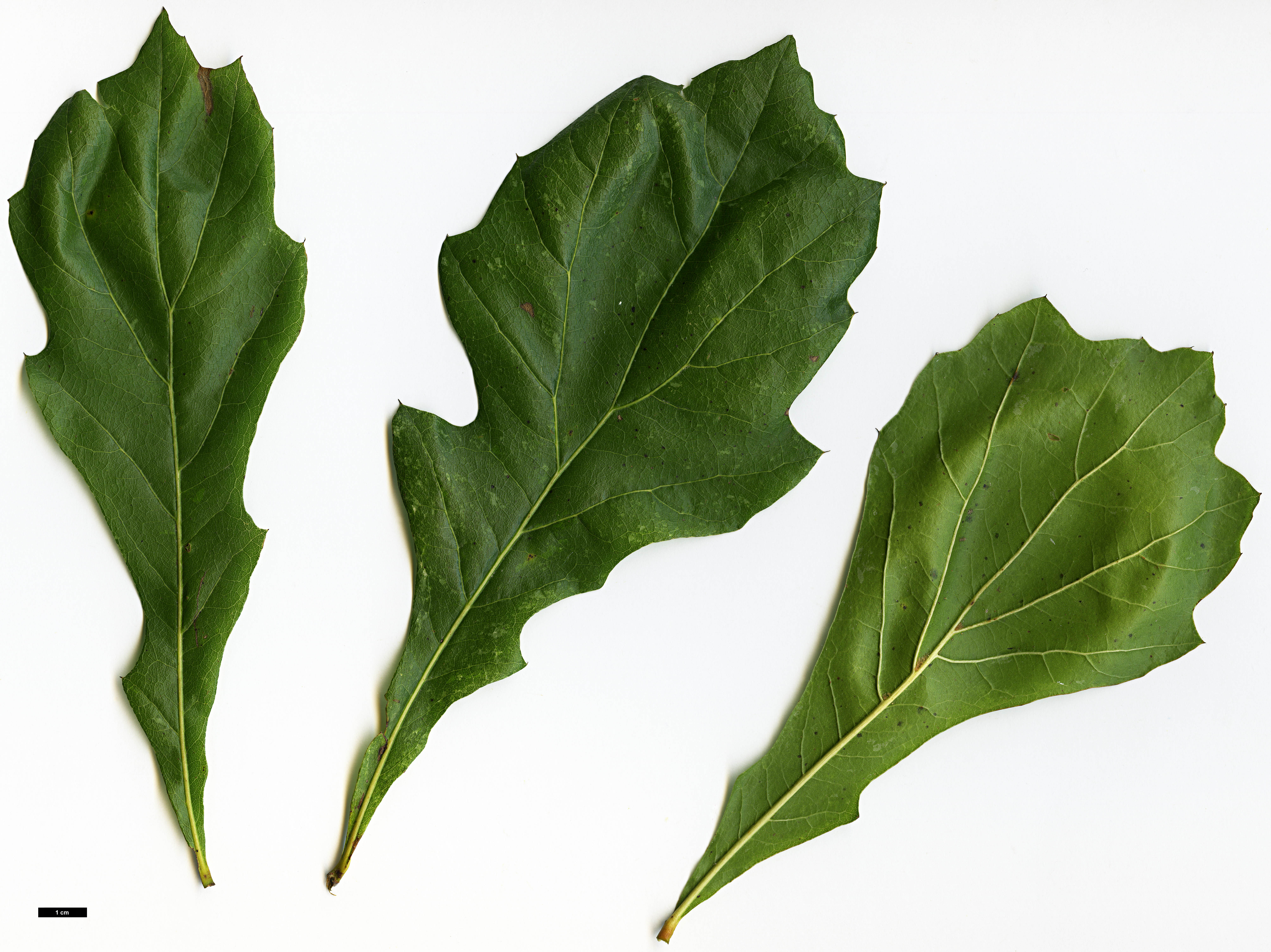 High resolution image: Family: Fagaceae - Genus: Quercus - Taxon: nigra