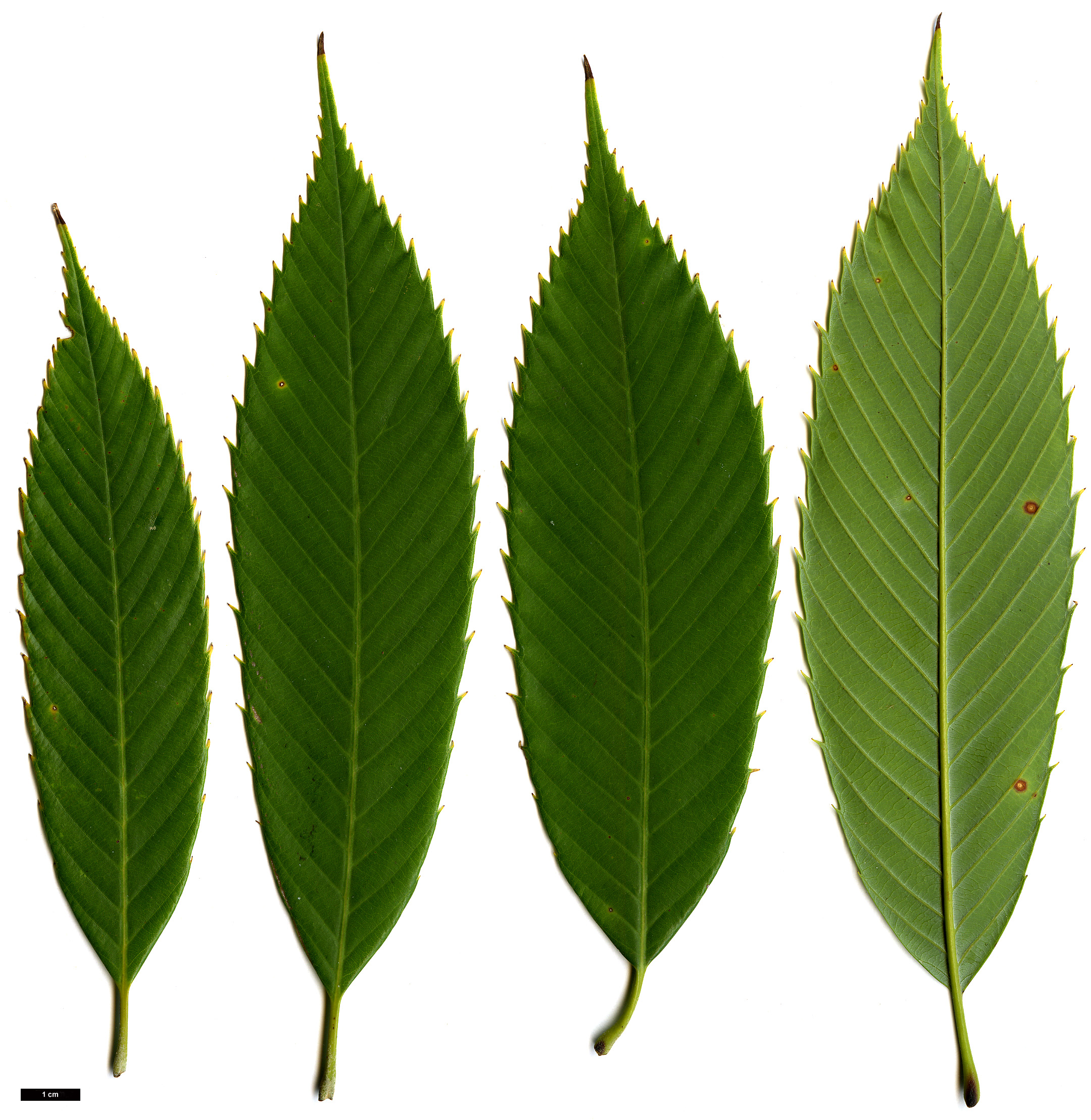 High resolution image: Family: Fagaceae - Genus: Quercus - Taxon: oxyodon