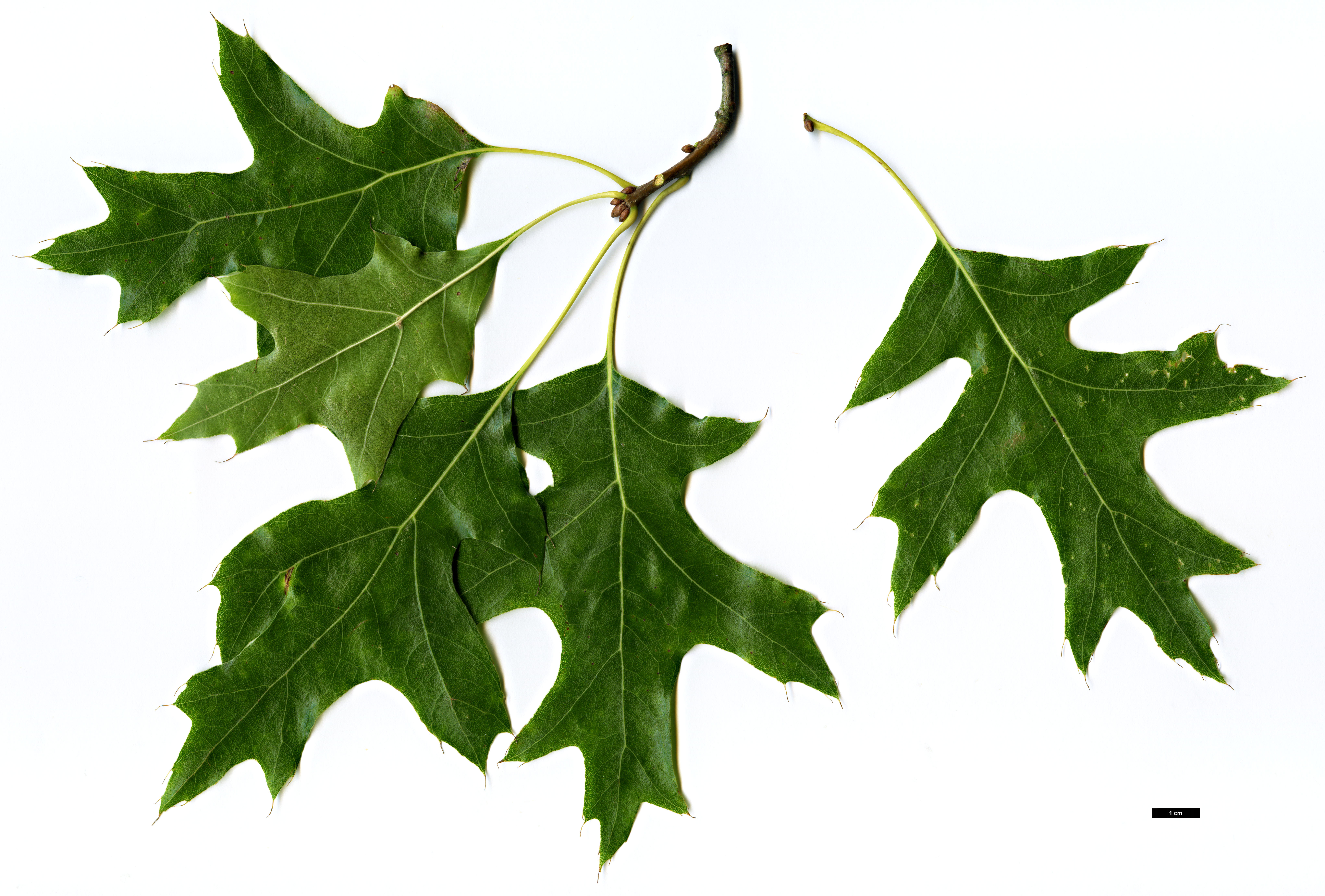 High resolution image: Family: Fagaceae - Genus: Quercus - Taxon: palustris - SpeciesSub: 'Pendula'