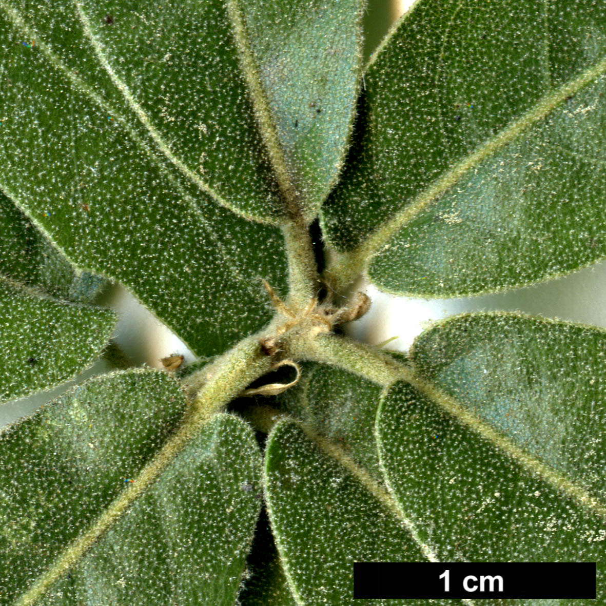 High resolution image: Family: Fagaceae - Genus: Quercus - Taxon: peninsularis