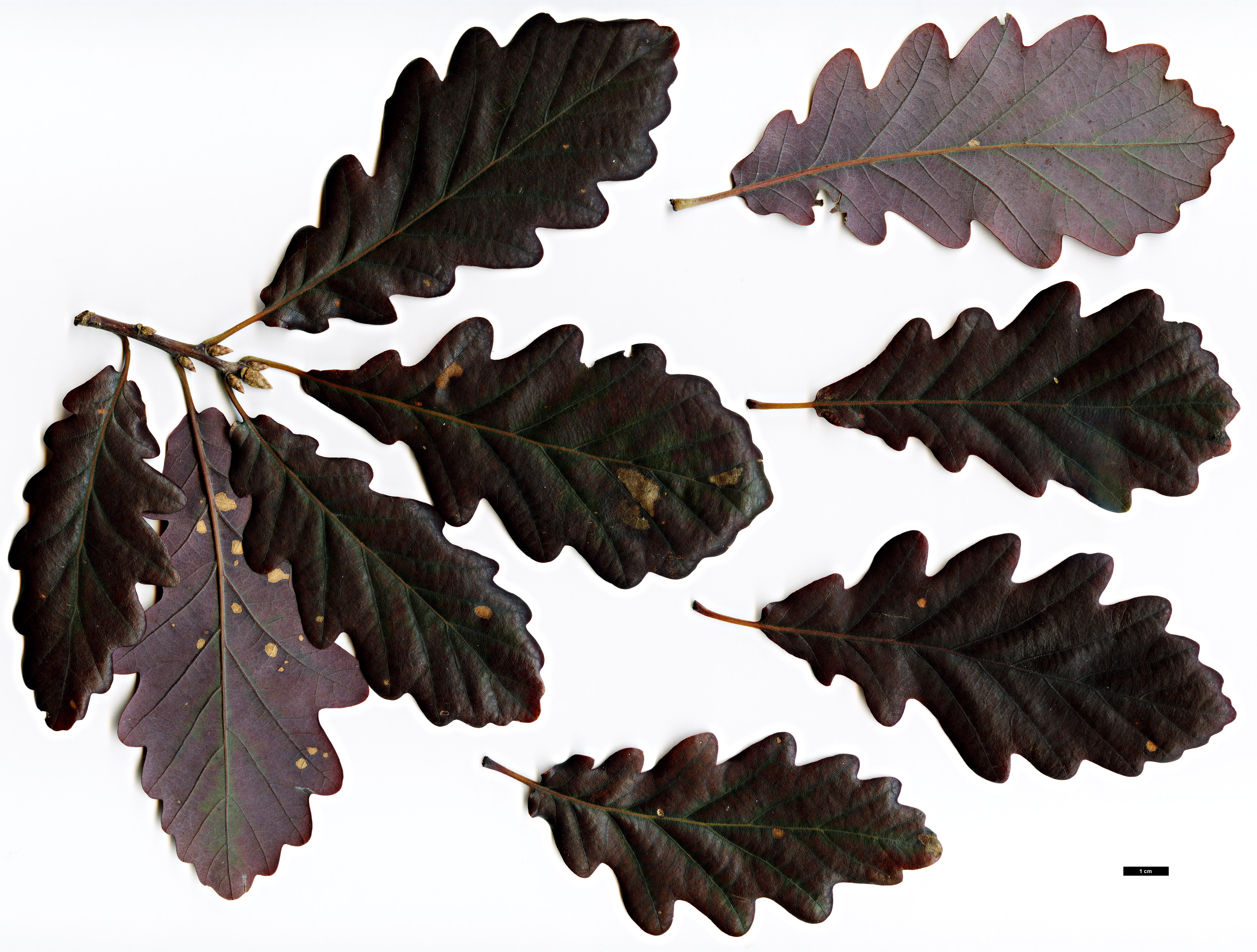 High resolution image: Family: Fagaceae - Genus: Quercus - Taxon: petraea - SpeciesSub: 'Purpurea'