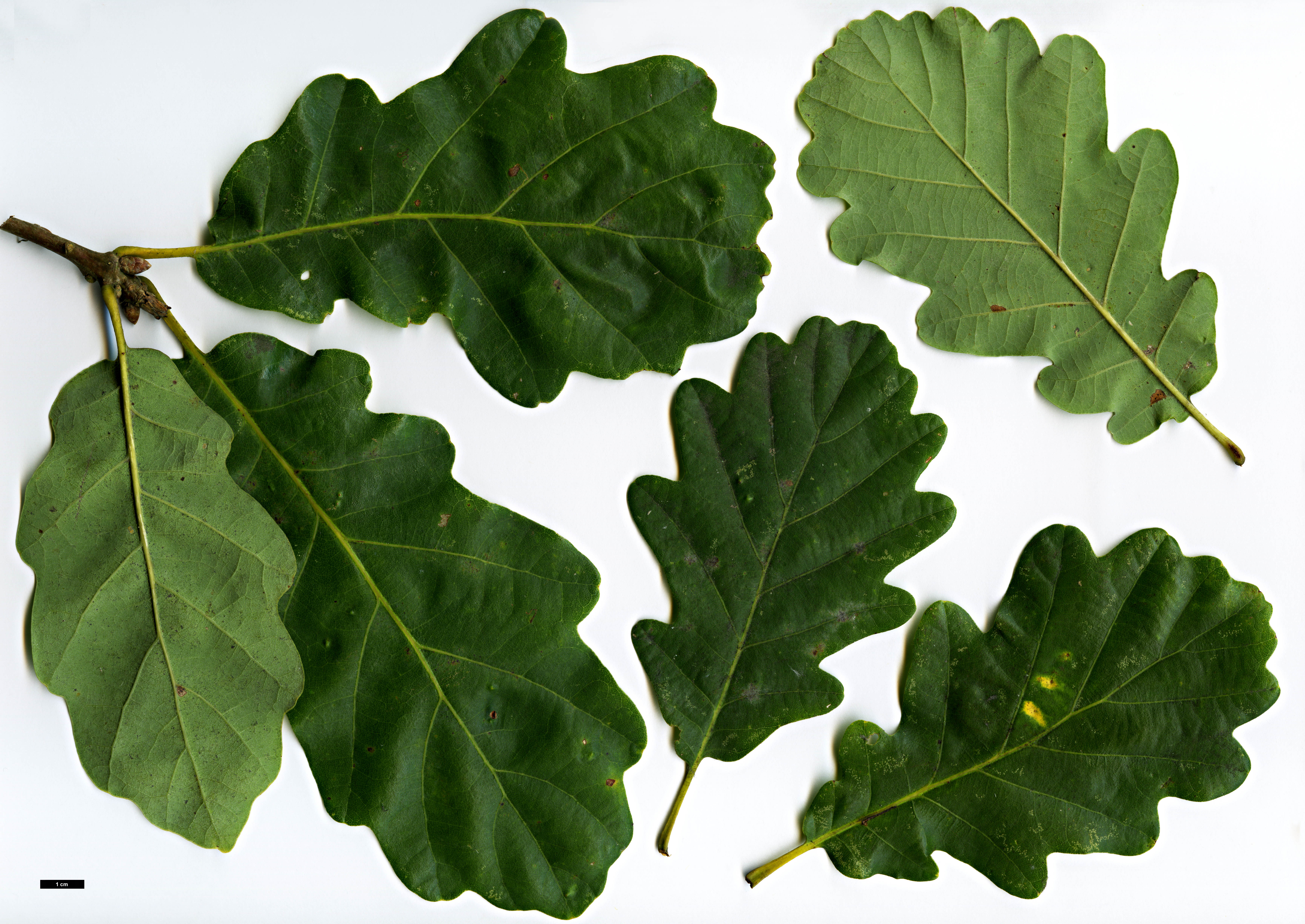 High resolution image: Family: Fagaceae - Genus: Quercus - Taxon: petraea - SpeciesSub: 'Spessart'