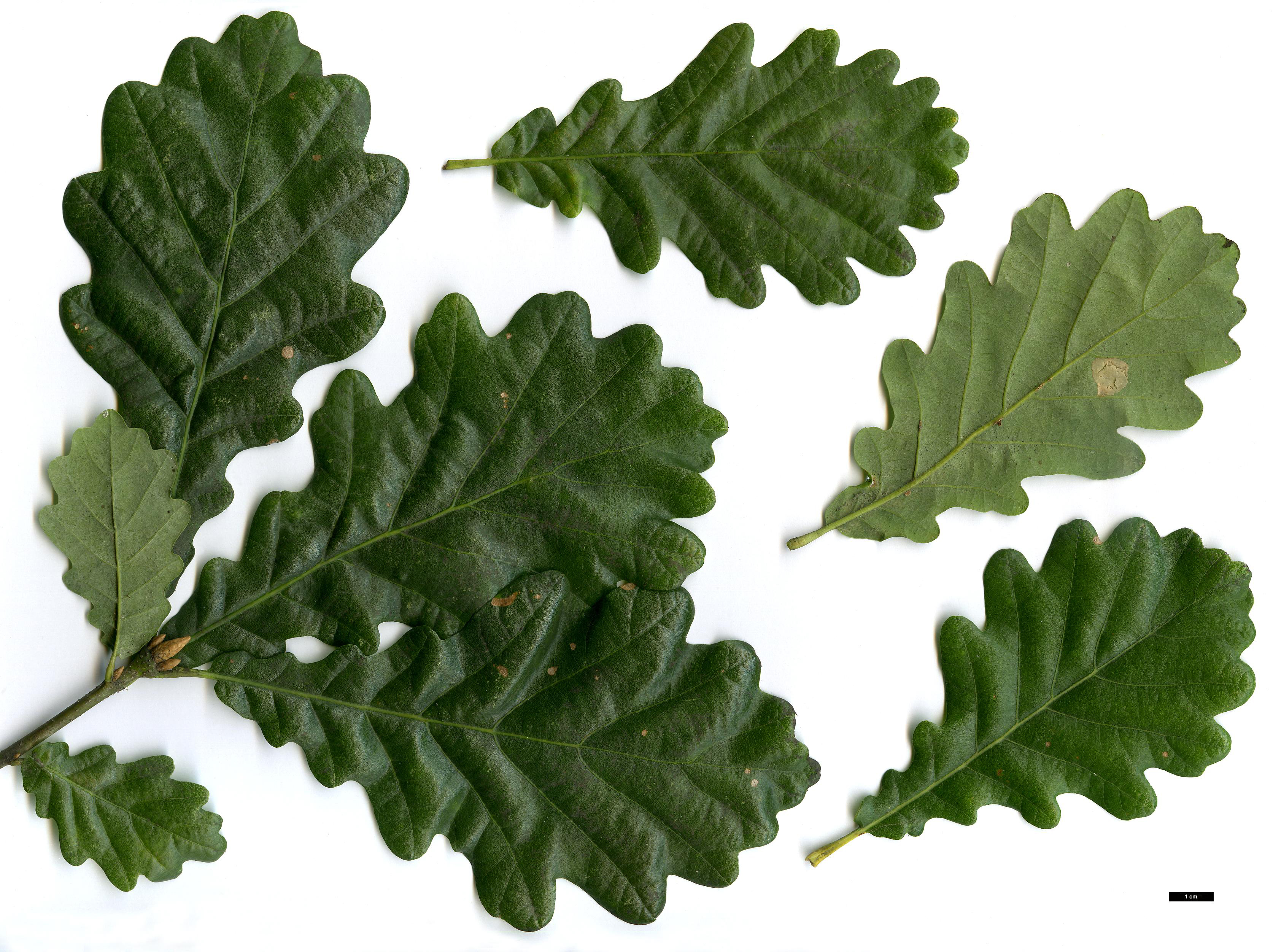 High resolution image: Family: Fagaceae - Genus: Quercus - Taxon: petraea