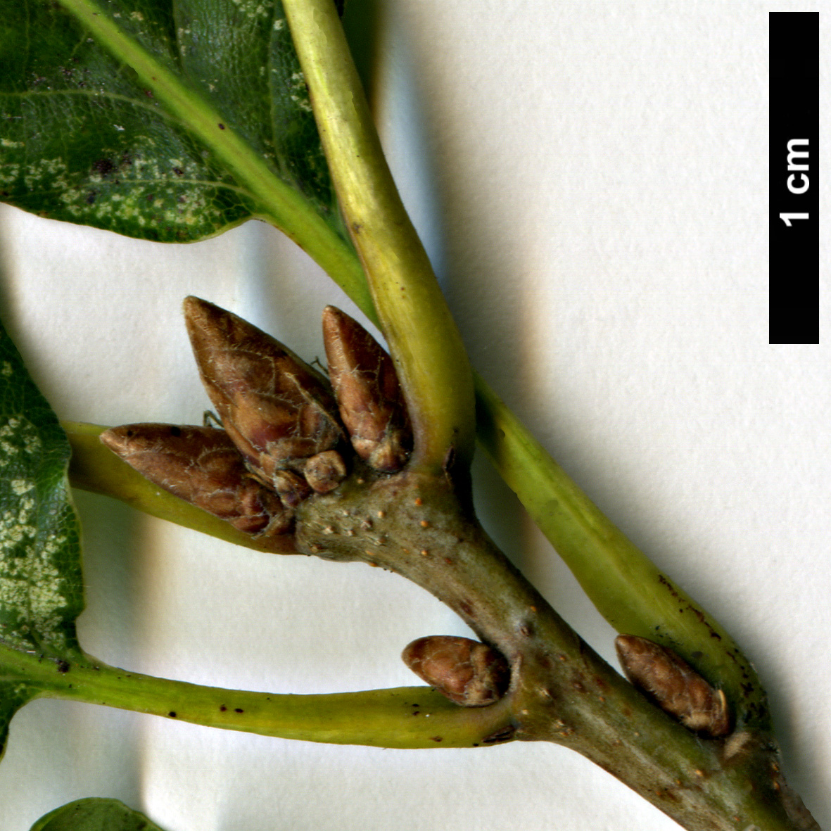 High resolution image: Family: Fagaceae - Genus: Quercus - Taxon: petraea