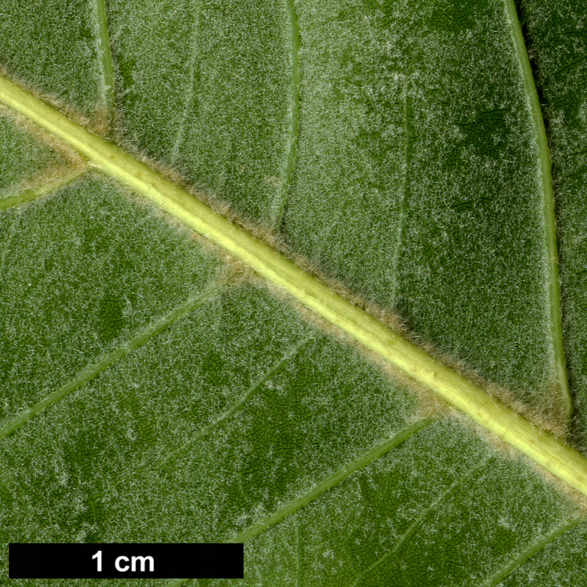 High resolution image: Family: Fagaceae - Genus: Quercus - Taxon: phellos - SpeciesSub: 'Latifolia'