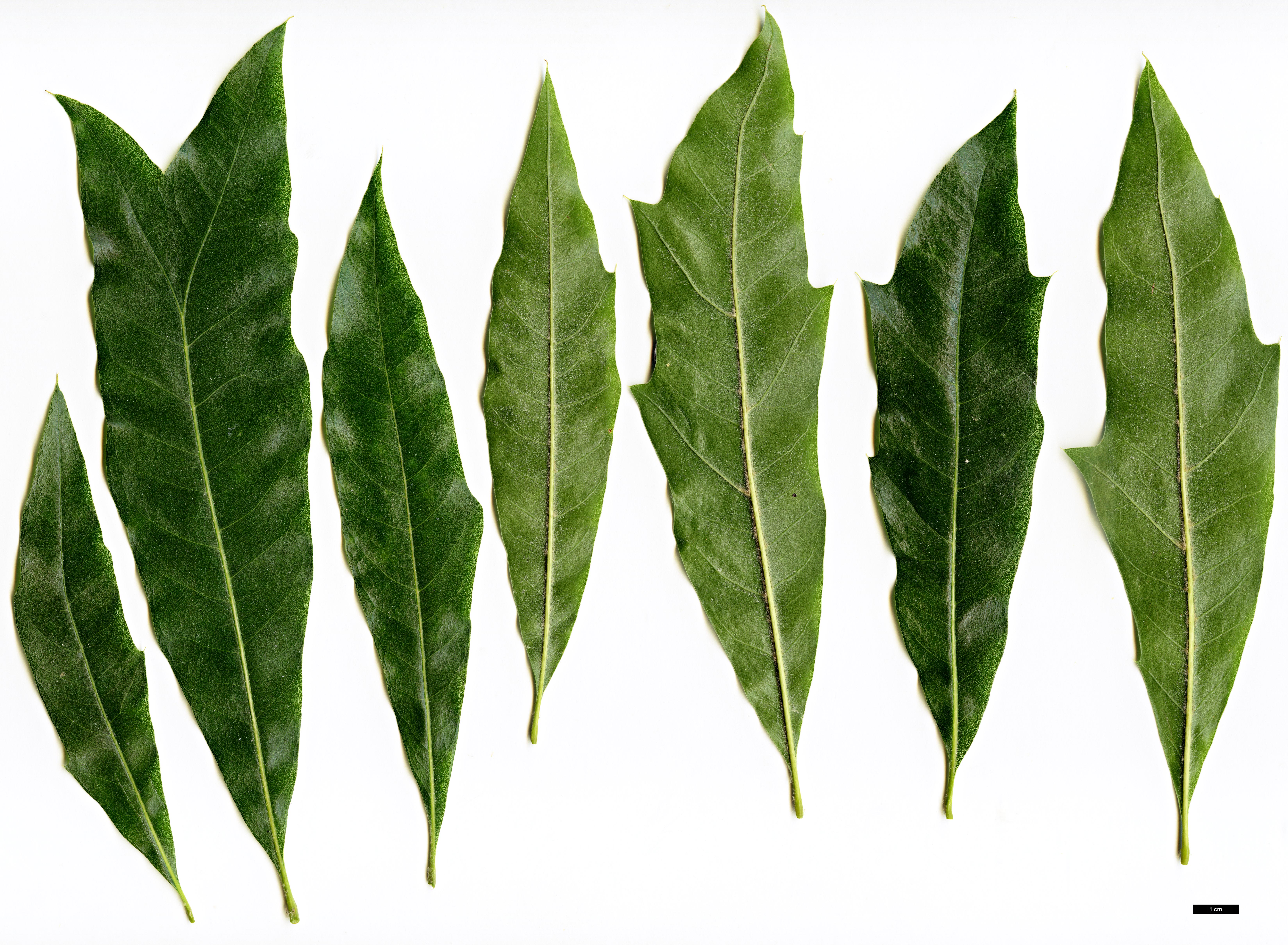 High resolution image: Family: Fagaceae - Genus: Quercus - Taxon: phellos - SpeciesSub: 'Latifolia'