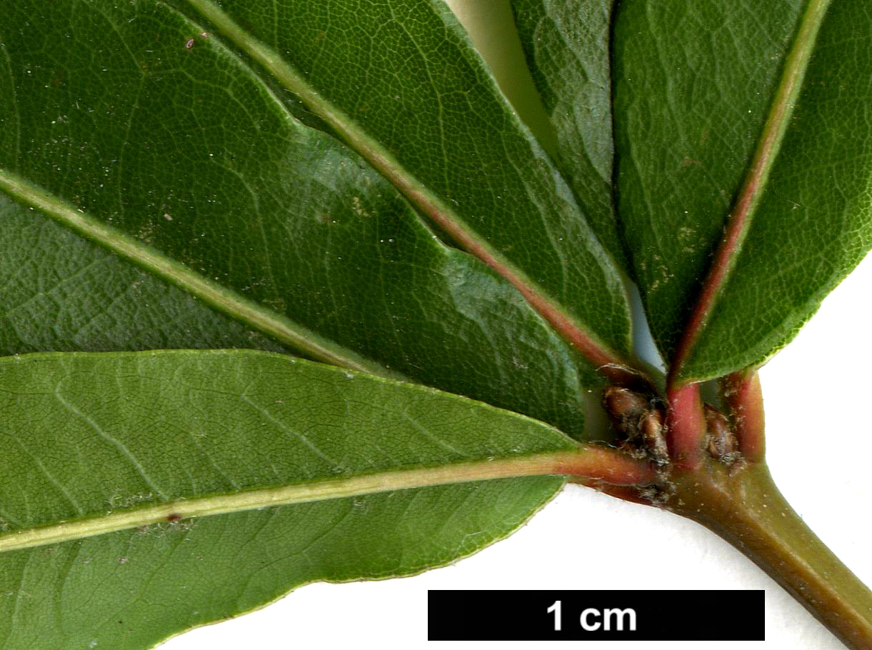 High resolution image: Family: Fagaceae - Genus: Quercus - Taxon: phellos