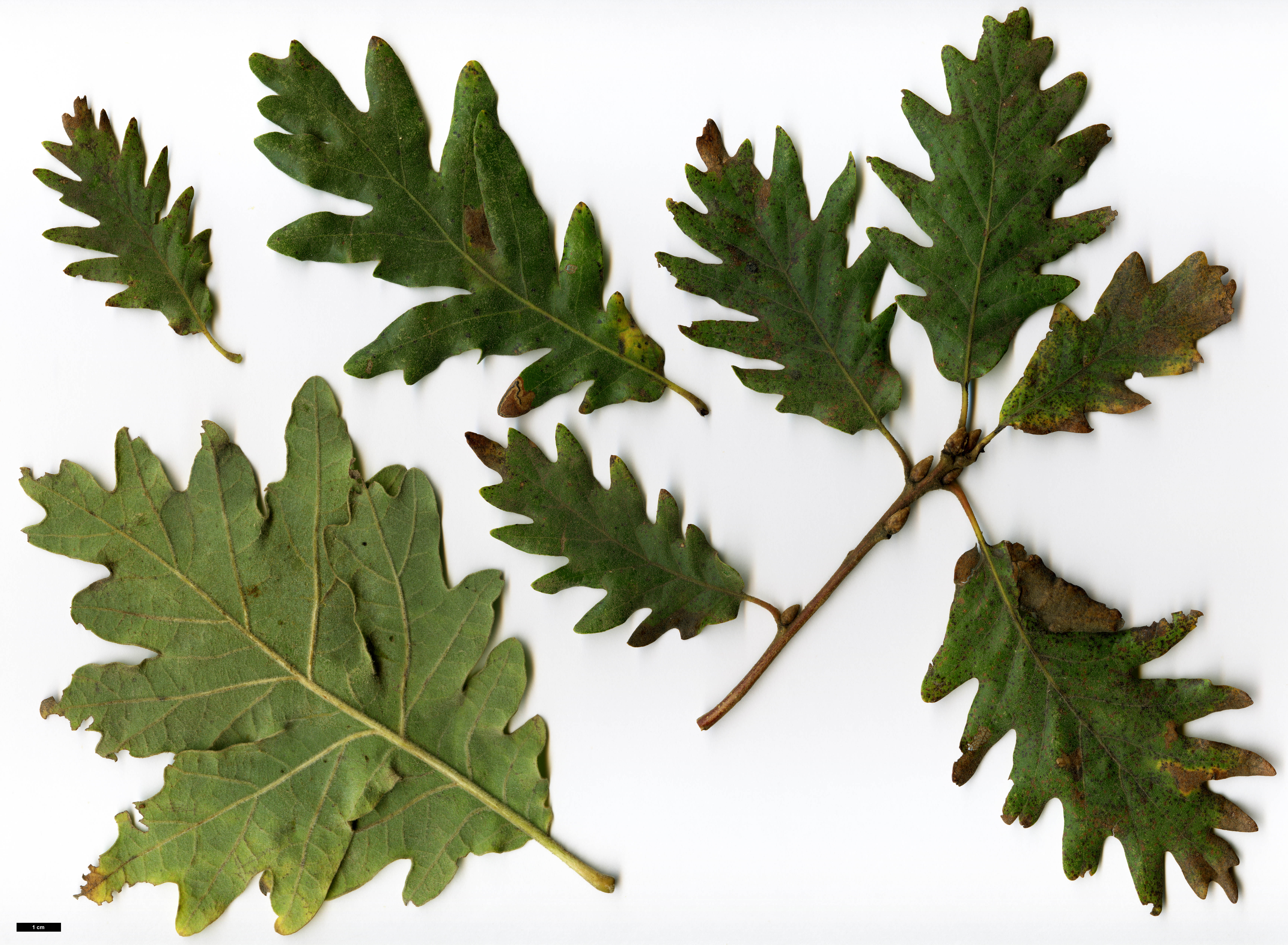 High resolution image: Family: Fagaceae - Genus: Quercus - Taxon: pyrenaica