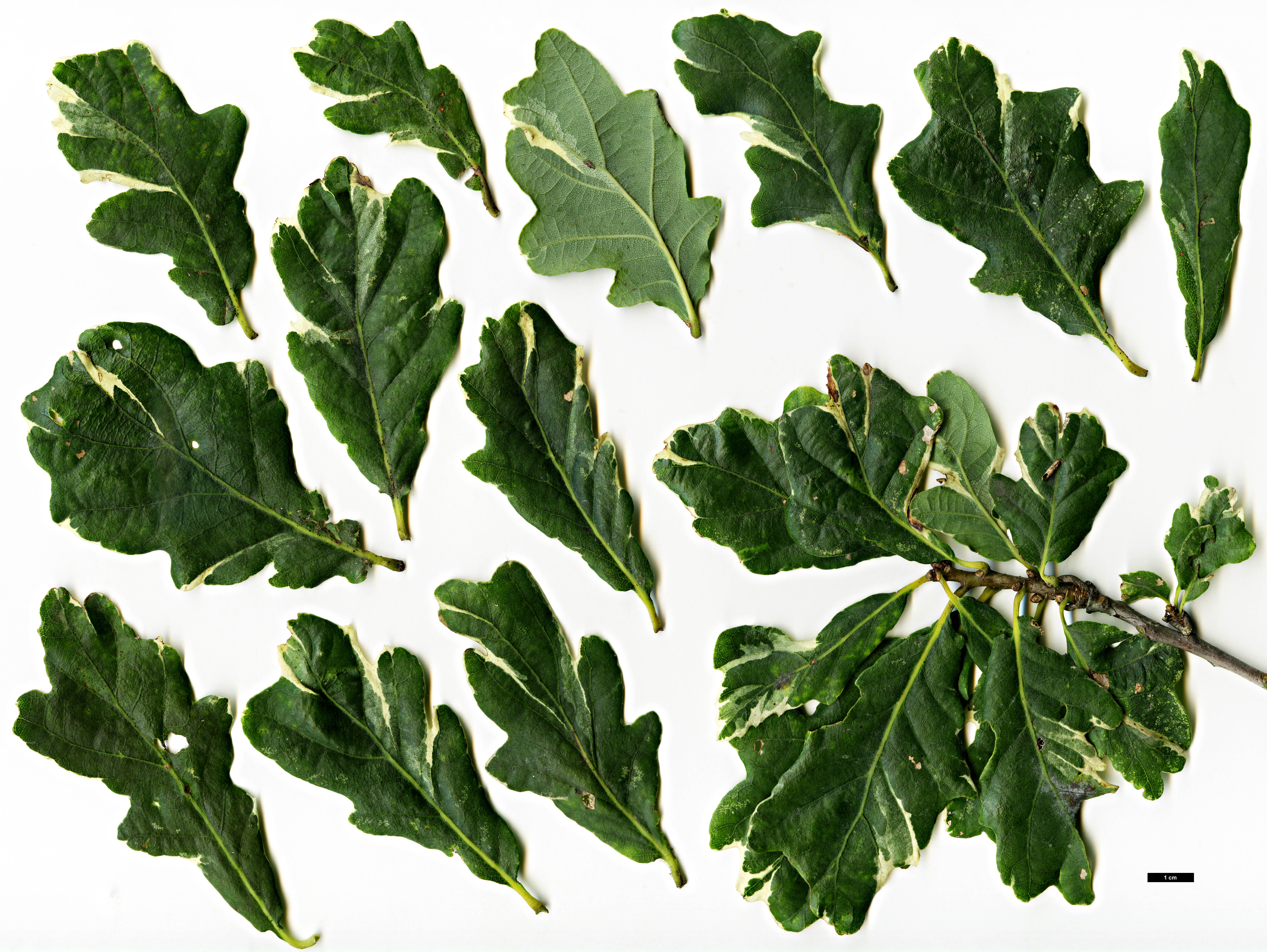 High resolution image: Family: Fagaceae - Genus: Quercus - Taxon: robur - SpeciesSub: 'Argenteomarginata'