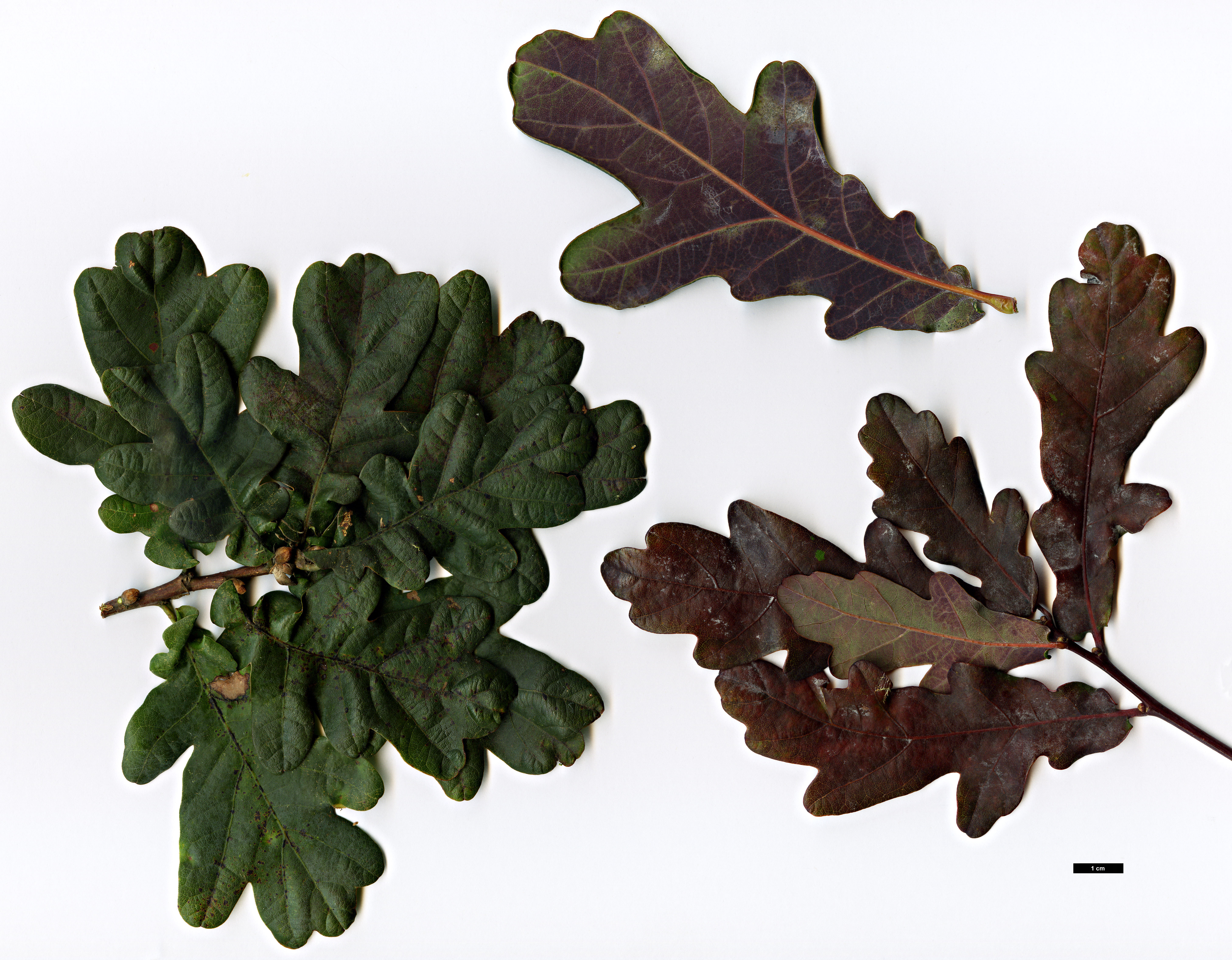 High resolution image: Family: Fagaceae - Genus: Quercus - Taxon: robur - SpeciesSub: 'Atropurpurea'