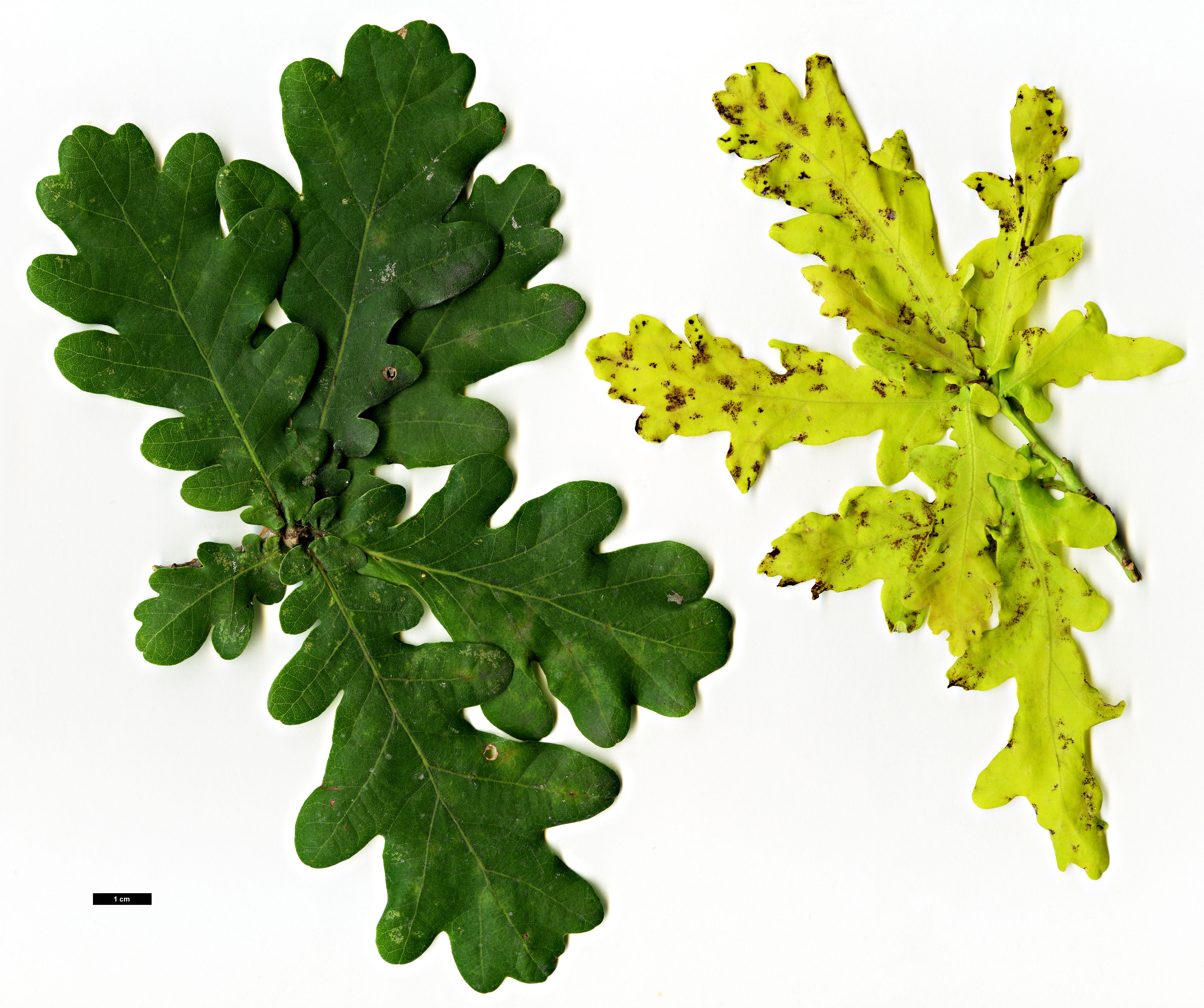 High resolution image: Family: Fagaceae - Genus: Quercus - Taxon: robur - SpeciesSub: 'Concordia'
