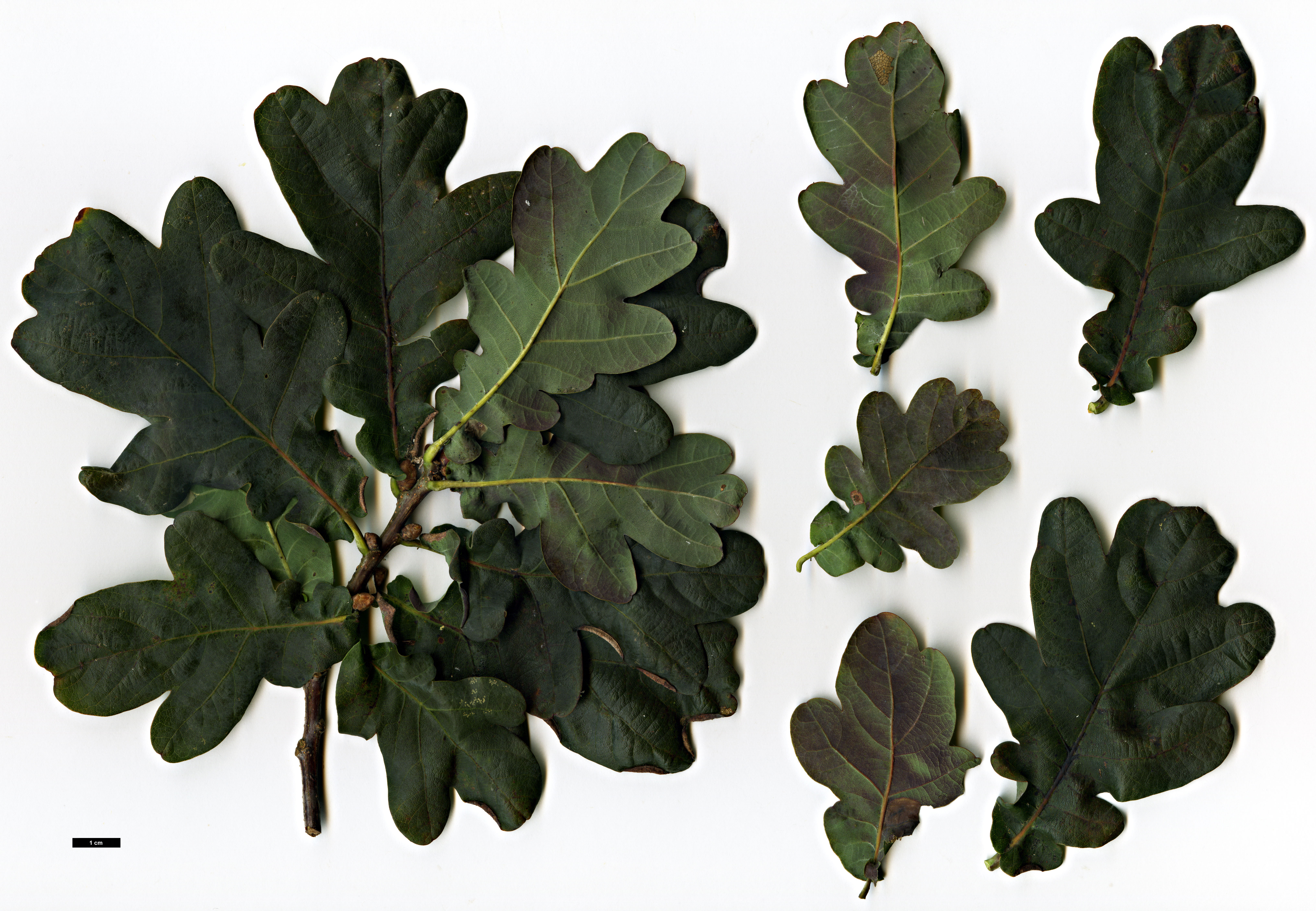 High resolution image: Family: Fagaceae - Genus: Quercus - Taxon: robur - SpeciesSub: 'Purpurascens'