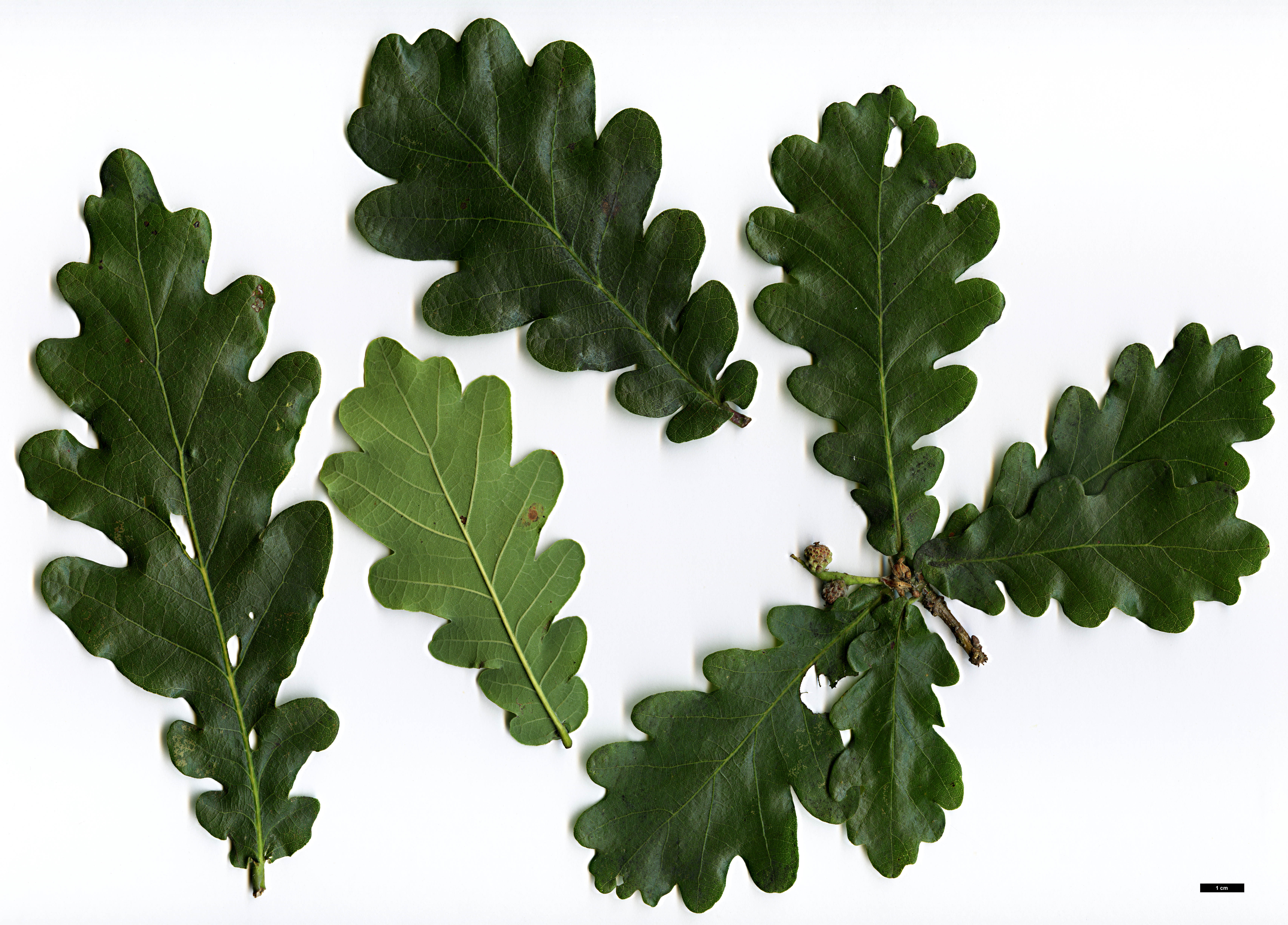 High resolution image: Family: Fagaceae - Genus: Quercus - Taxon: robur