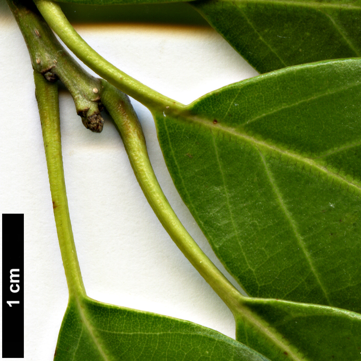 High resolution image: Family: Fagaceae - Genus: Quercus - Taxon: salicina