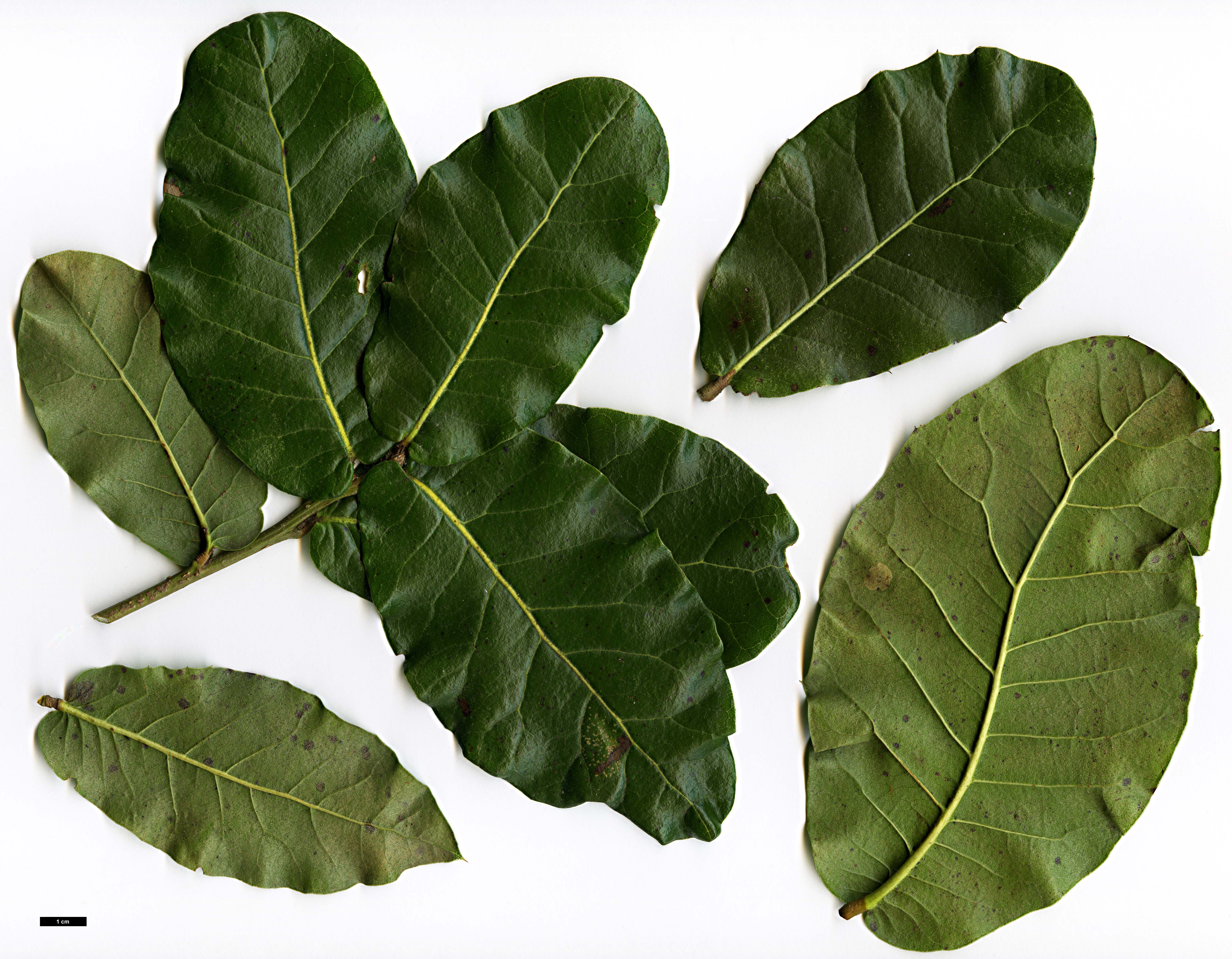High resolution image: Family: Fagaceae - Genus: Quercus - Taxon: semecarpifolia