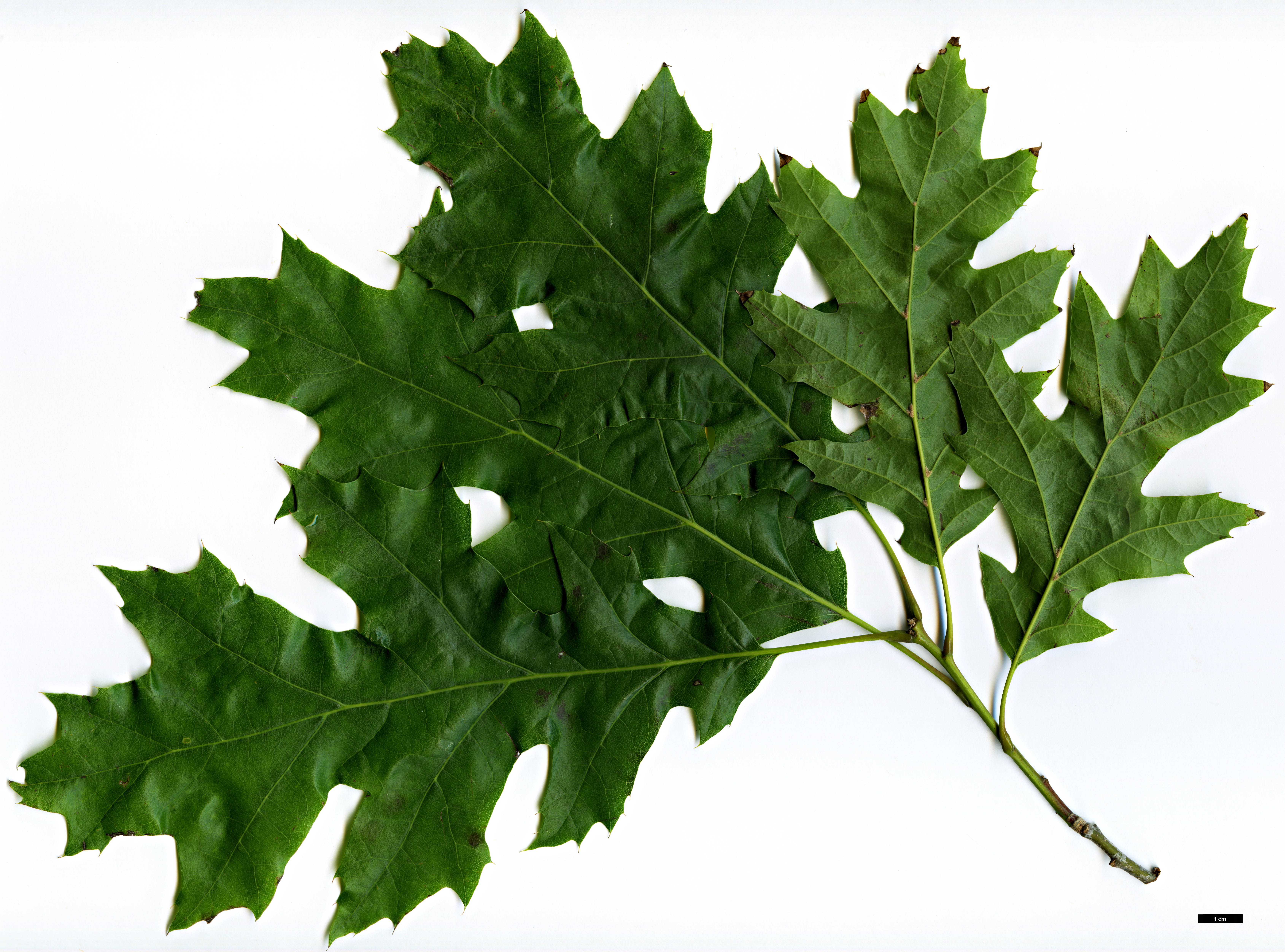 High resolution image: Family: Fagaceae - Genus: Quercus - Taxon: shumardii