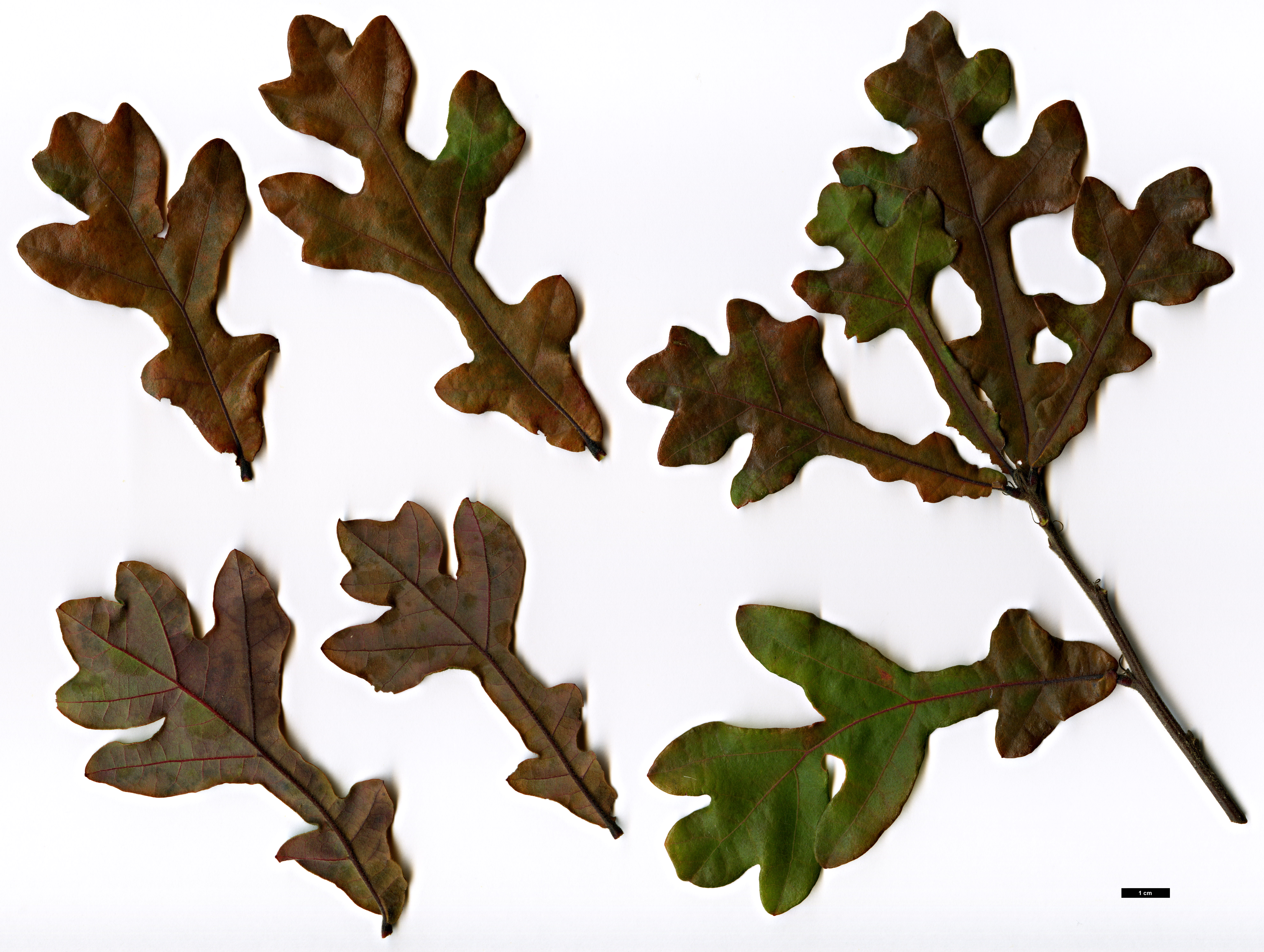 High resolution image: Family: Fagaceae - Genus: Quercus - Taxon: similis