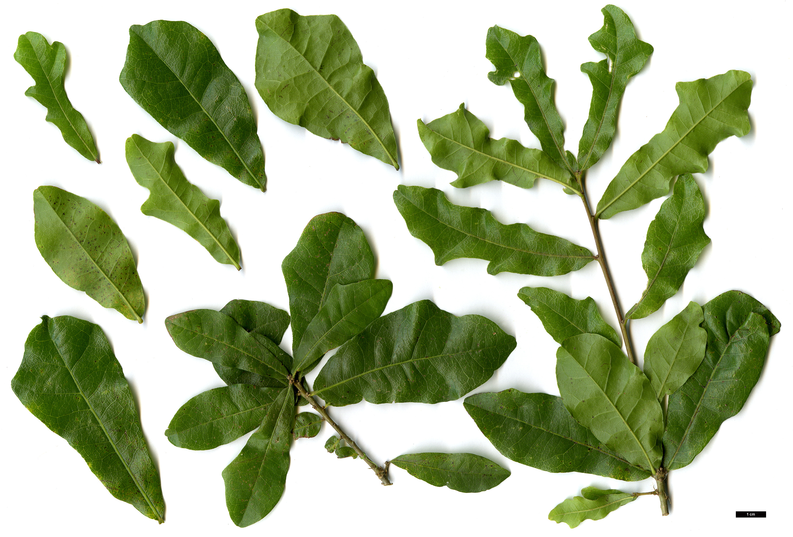 High resolution image: Family: Fagaceae - Genus: Quercus - Taxon: sinuata