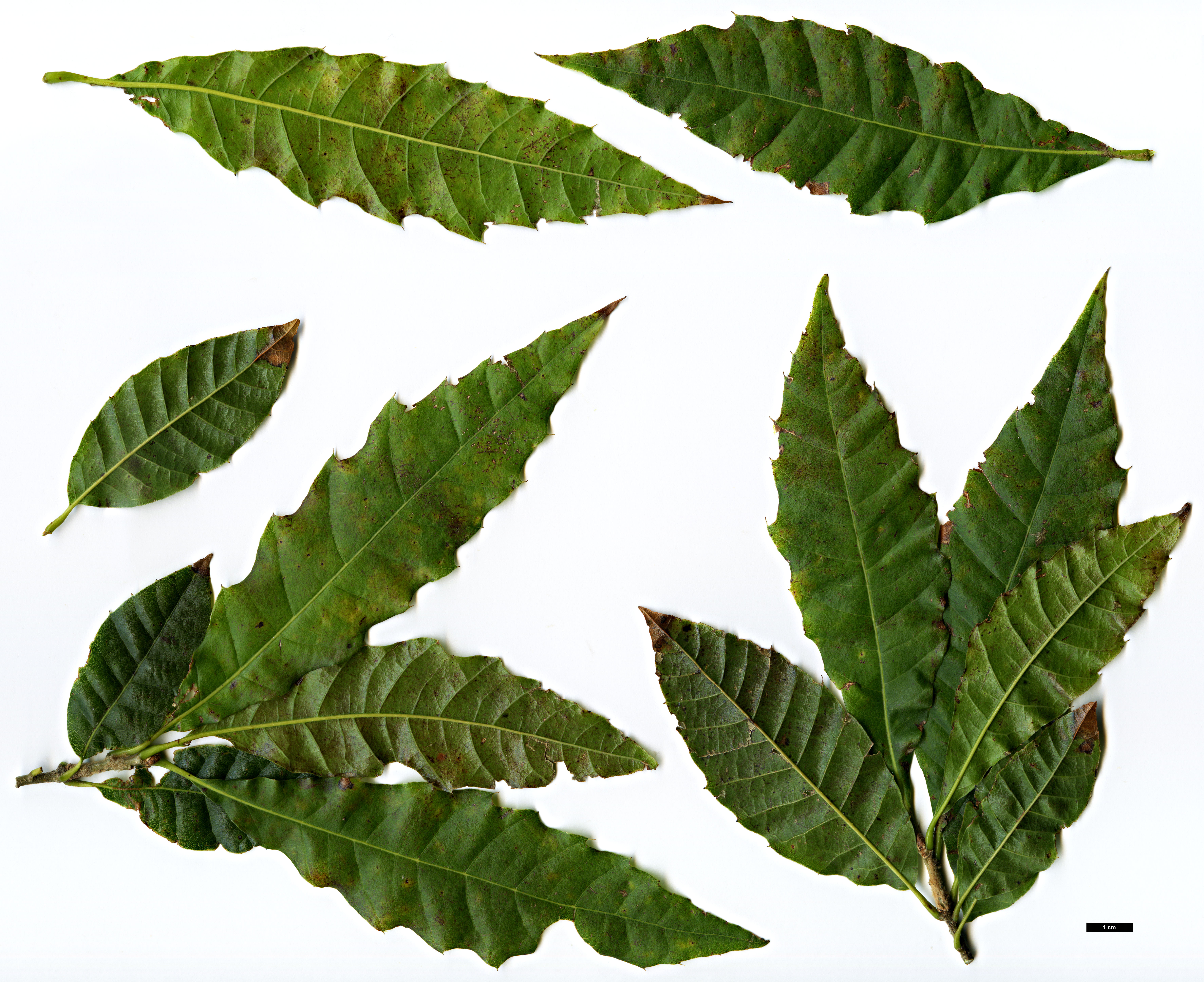 High resolution image: Family: Fagaceae - Genus: Quercus - Taxon: skinneri