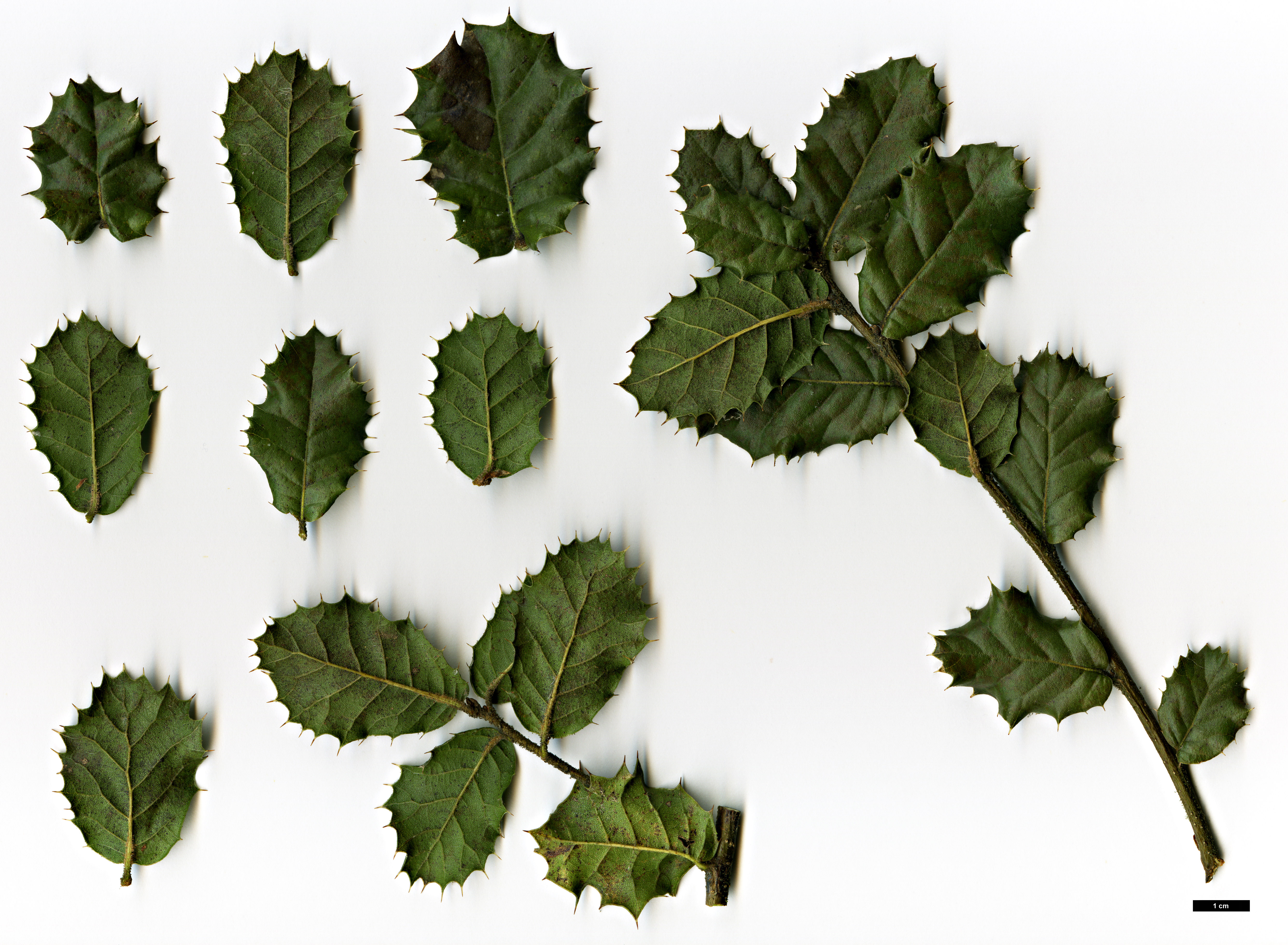 High resolution image: Family: Fagaceae - Genus: Quercus - Taxon: spinosa
